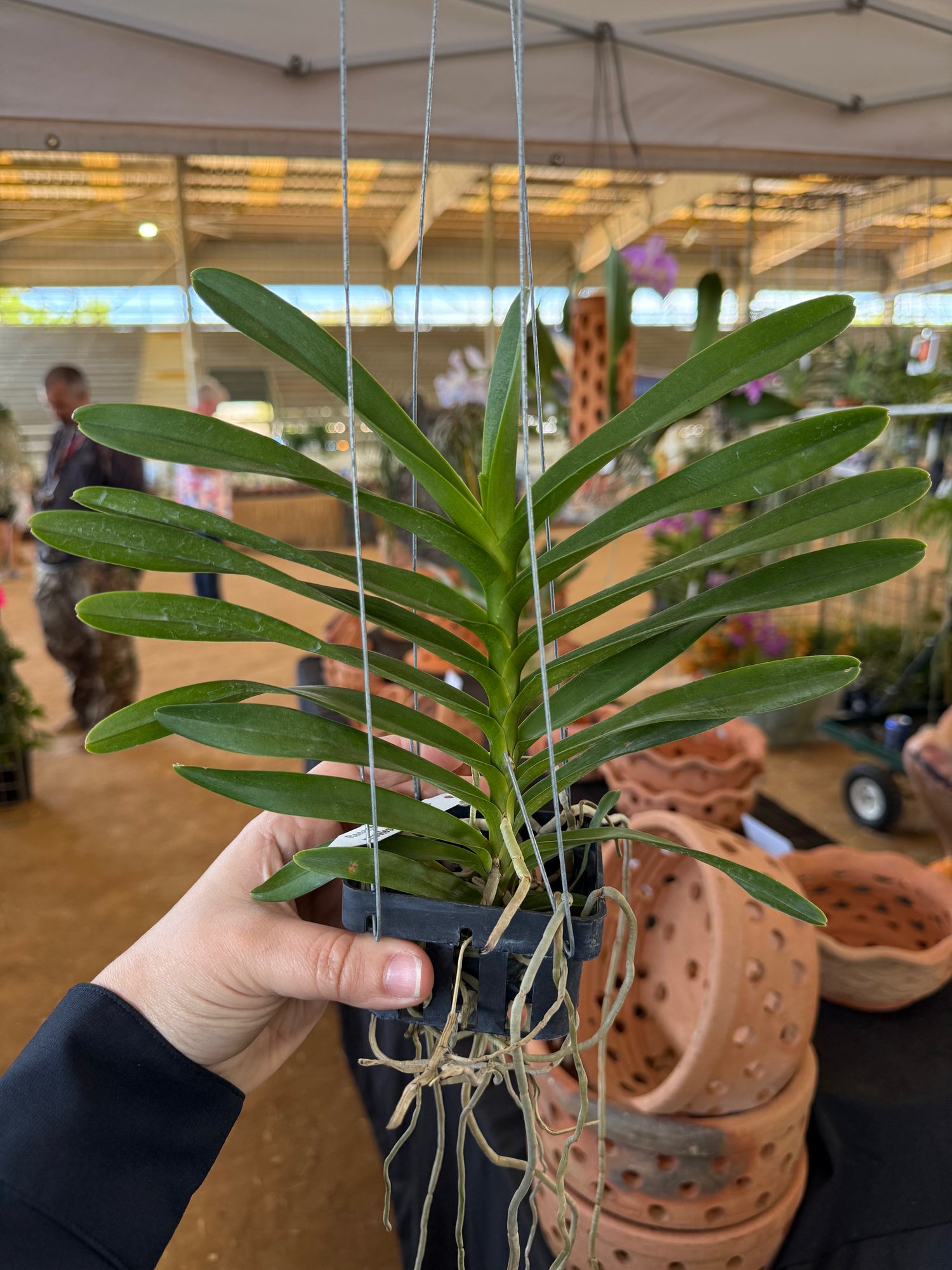 Renanthera philippinensis x Rhynchostylis coelestis
