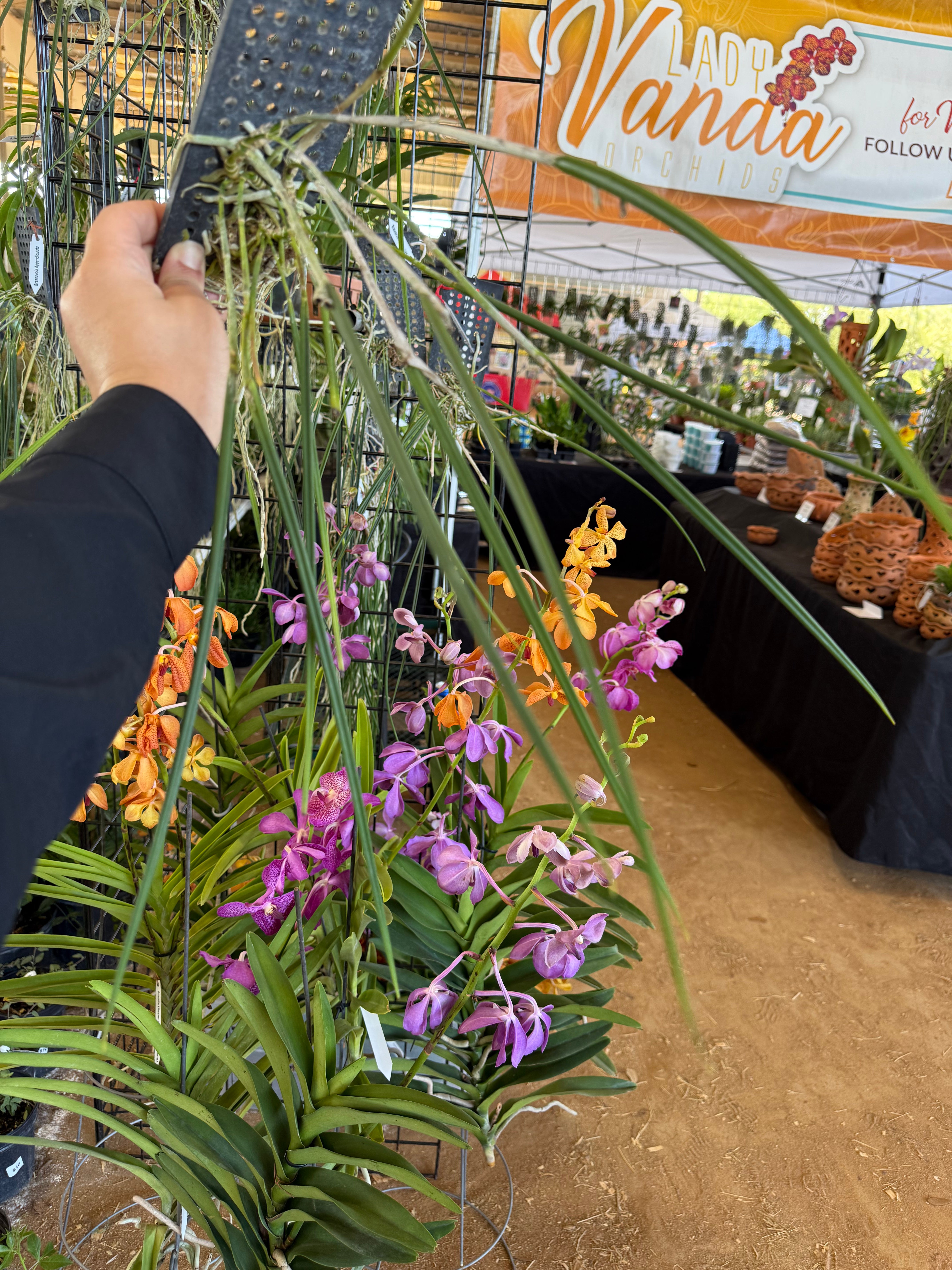 Brassavola appendiculata
