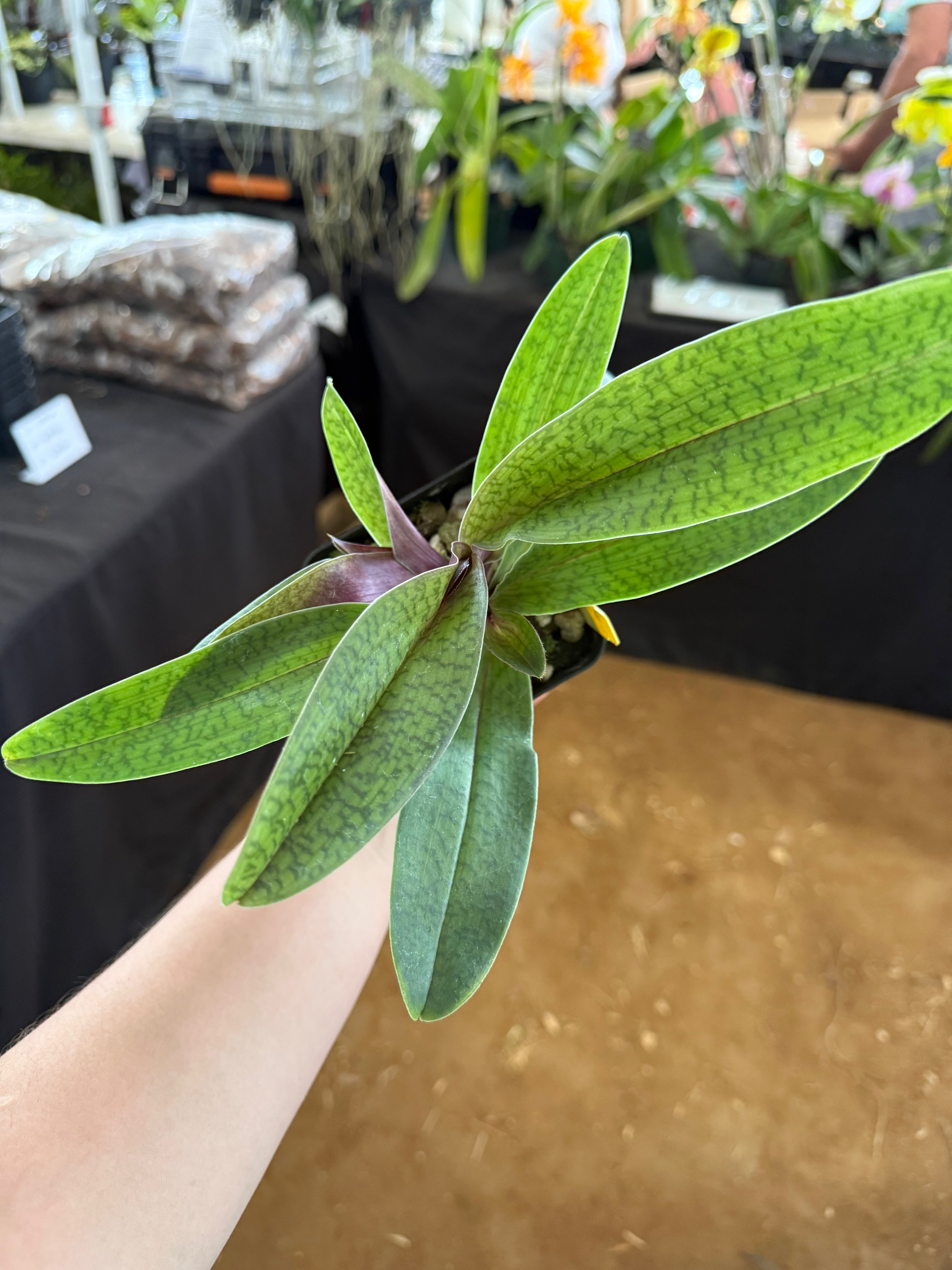 Paphiopedilum Lorrafaire (Lorraine's Pride x fairrieanum)- Some in bloom