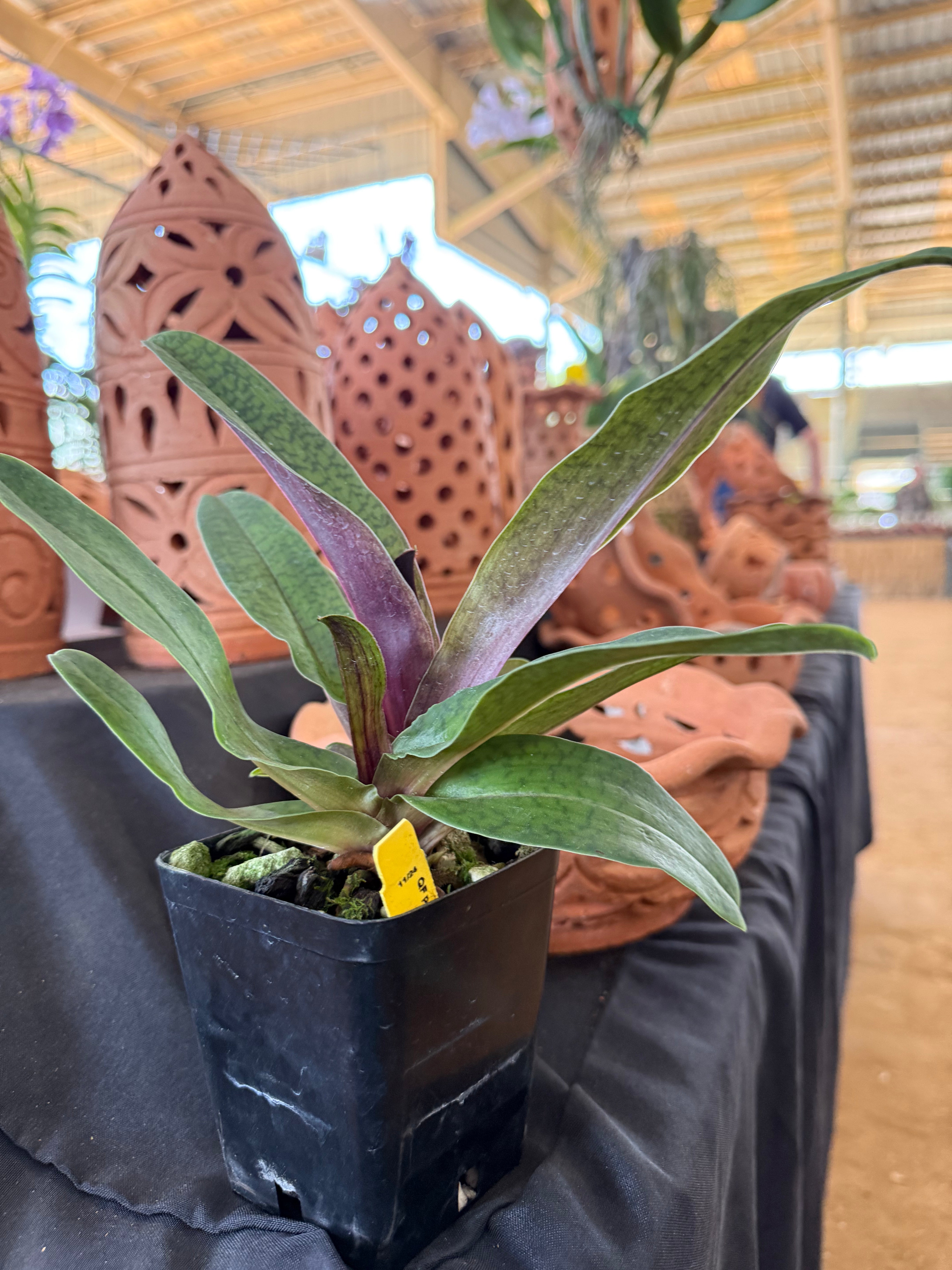 Paphiopedilum Lorrafaire (Lorraine's Pride x fairrieanum)- Some in bloom