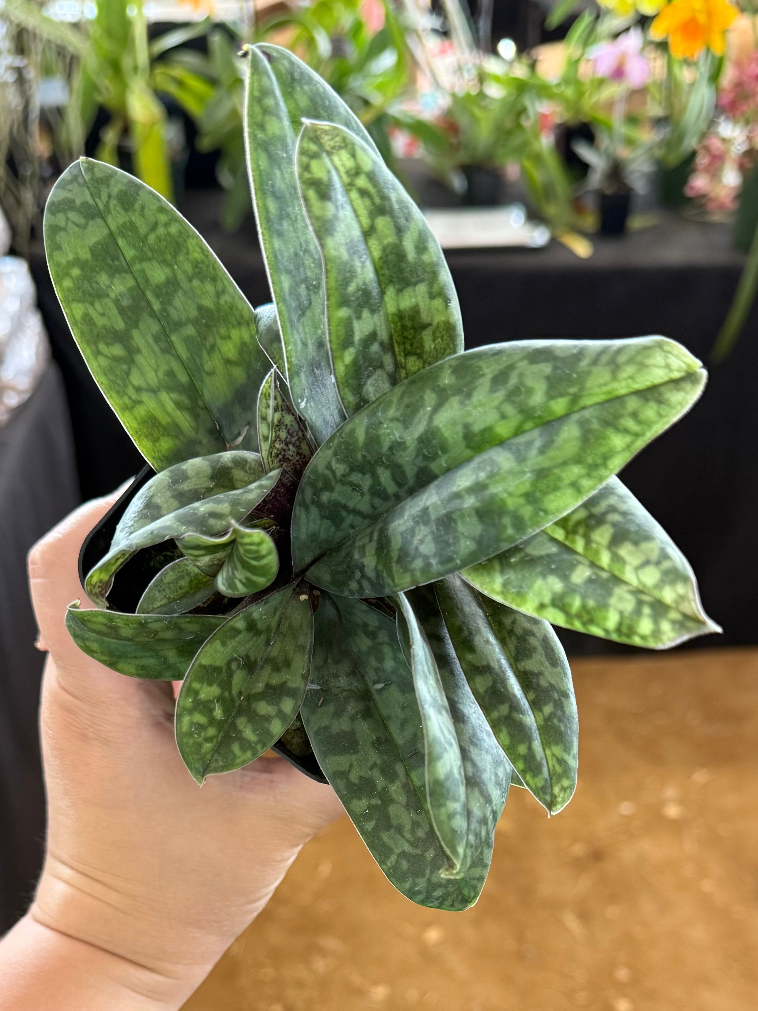 Paphiopedilum wardii 'Freckles' HCC/AOS x sib