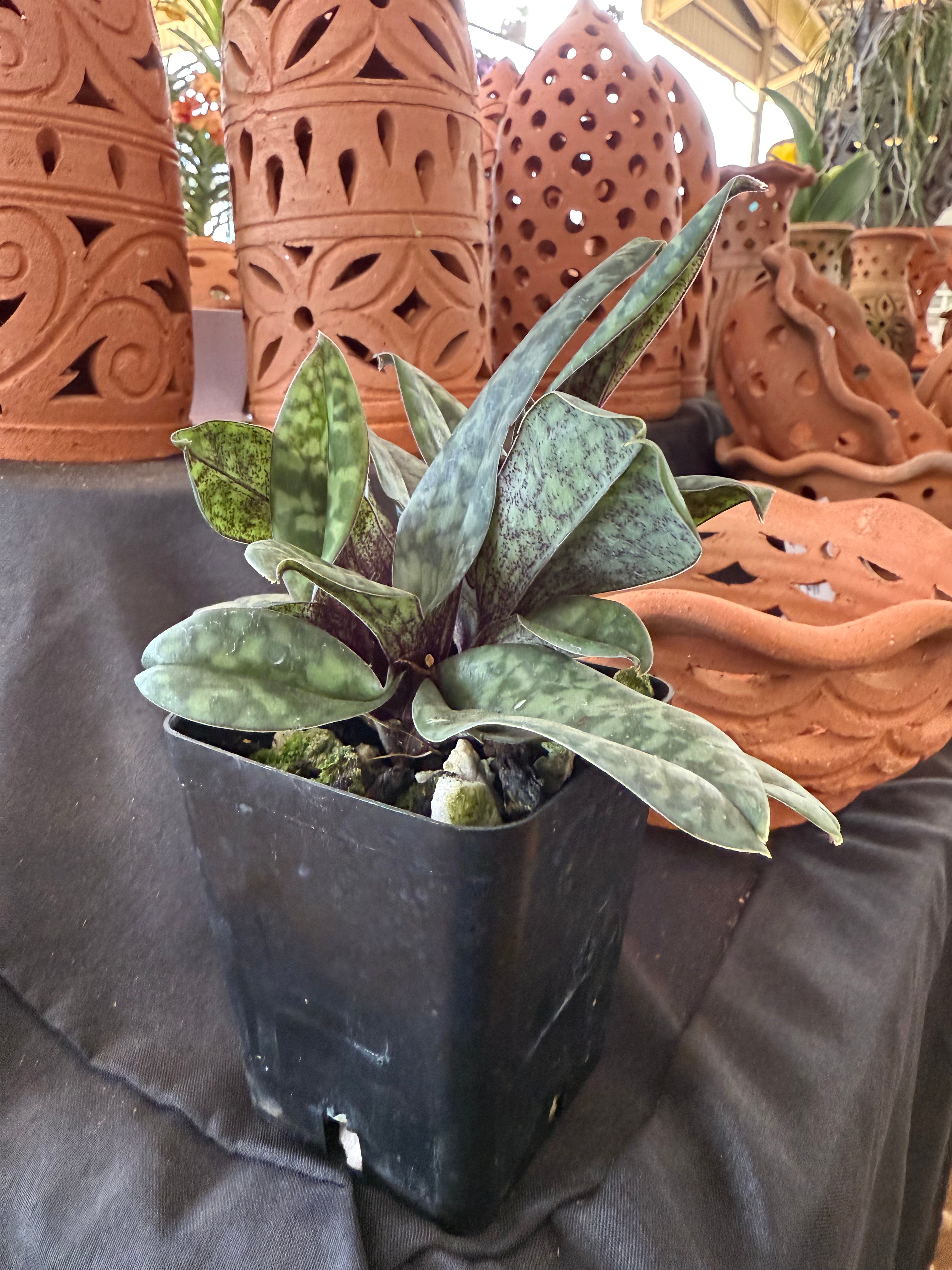 Paphiopedilum wardii 'Freckles' HCC/AOS x sib