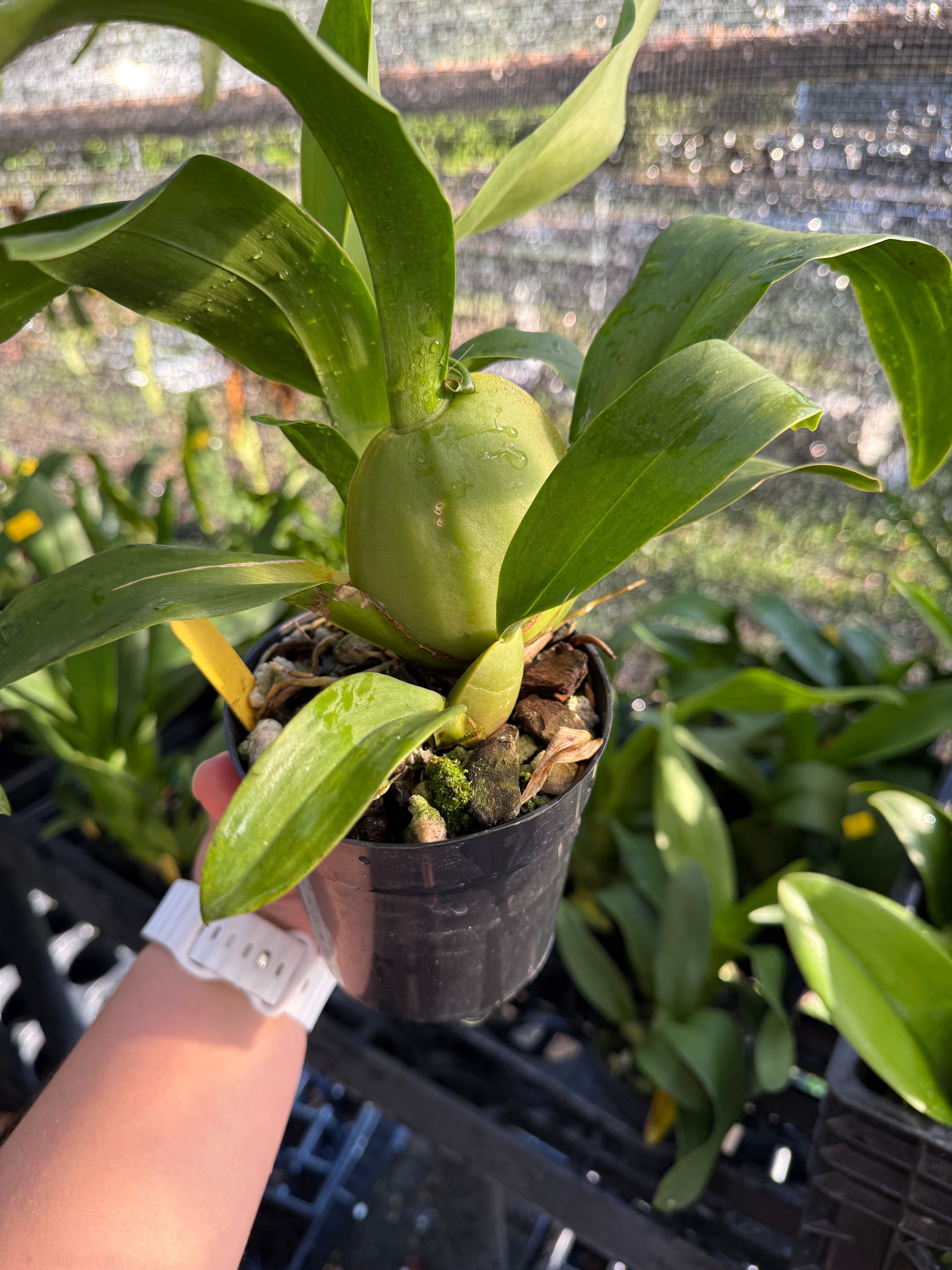 Odontocidium Wildcat 'Bobcat'