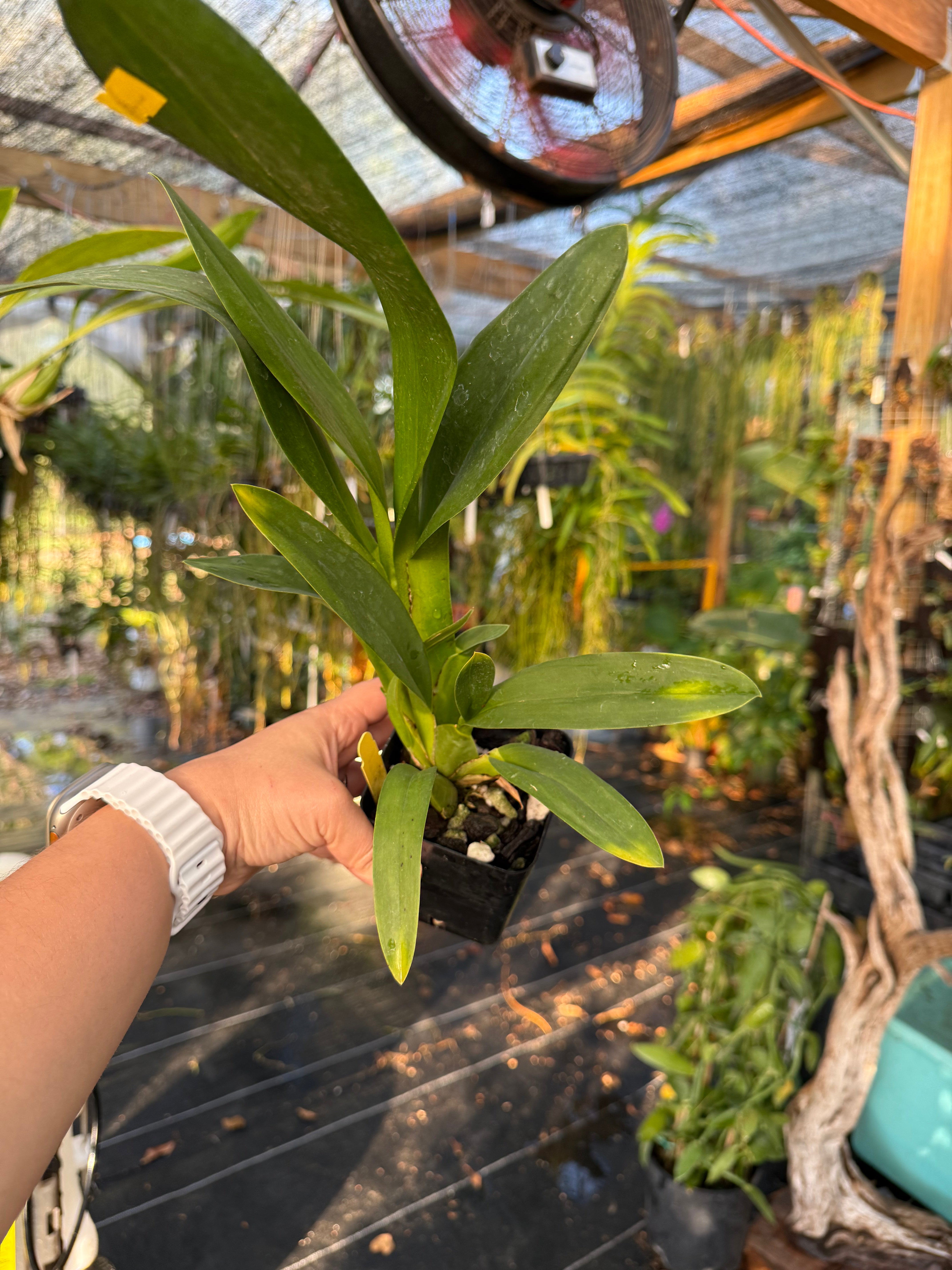 Oncidium Tiger Crow ‘Golden Girl’