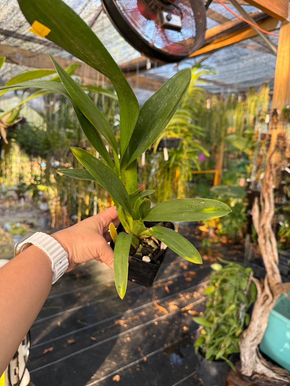 Oncidium Tiger Crow ‘Golden Girl’