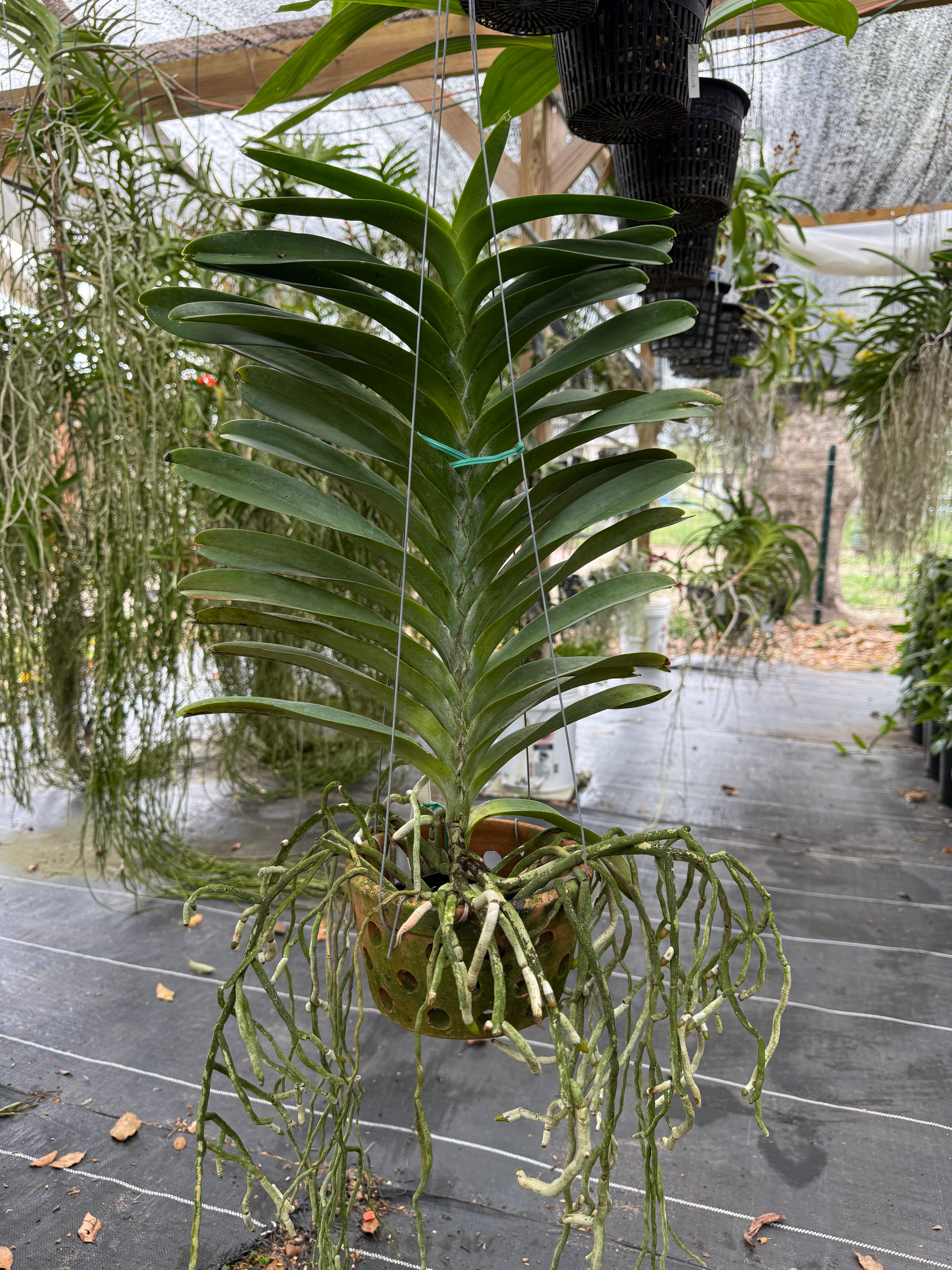 Vanda Pachara Delight "Pachara" FCC/ JOGA- *Hard to find*