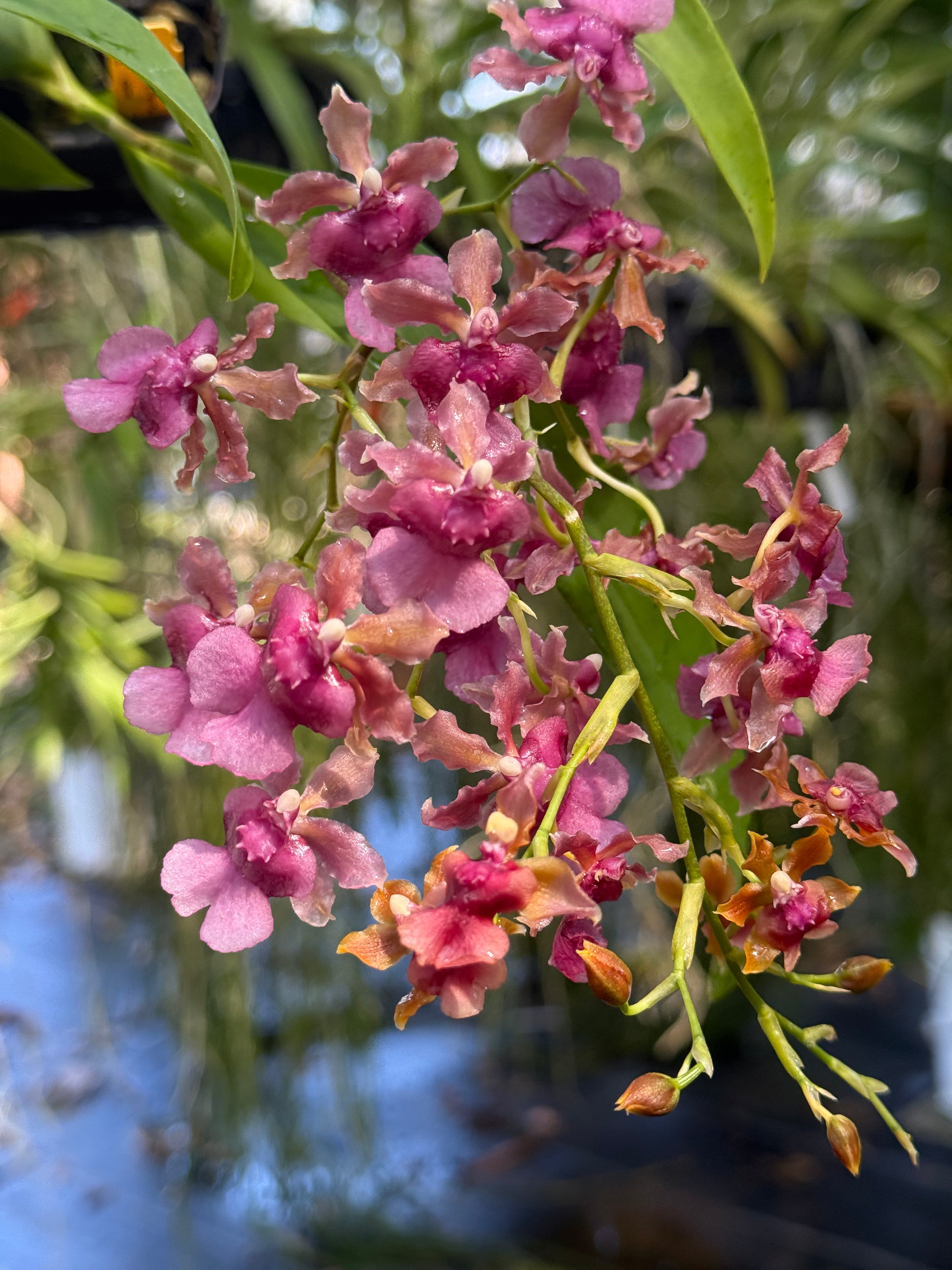 Oncidium Pacific Sunrise ‘Hakalau’- Fragrant Compact Hybrid