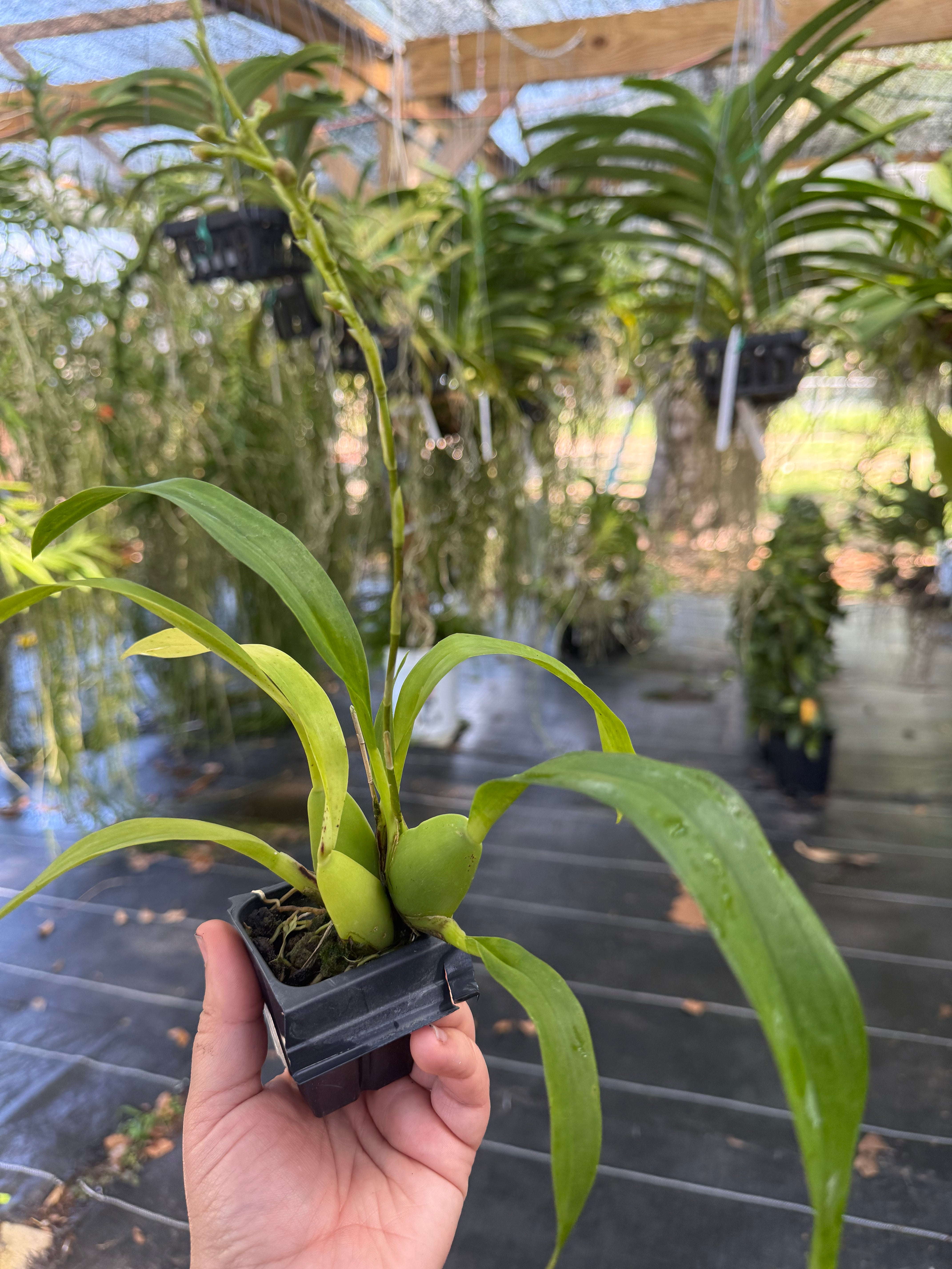 Oncidium Pacific Sunrise ‘Hakalau’- Fragrant Compact Hybrid