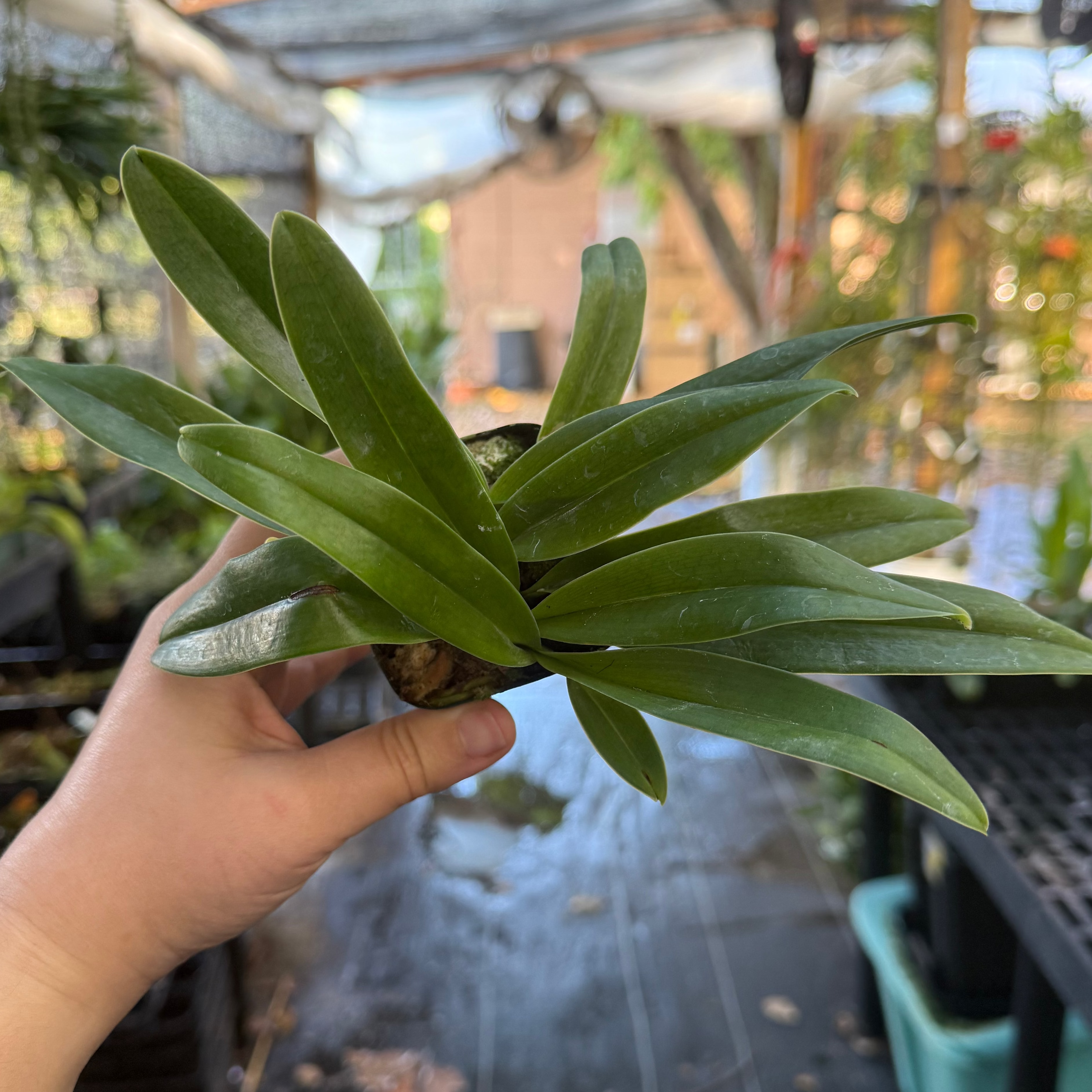 Paphiopedilum QF Charles Halo (charlesworthii x QF Hawaiian Halo)