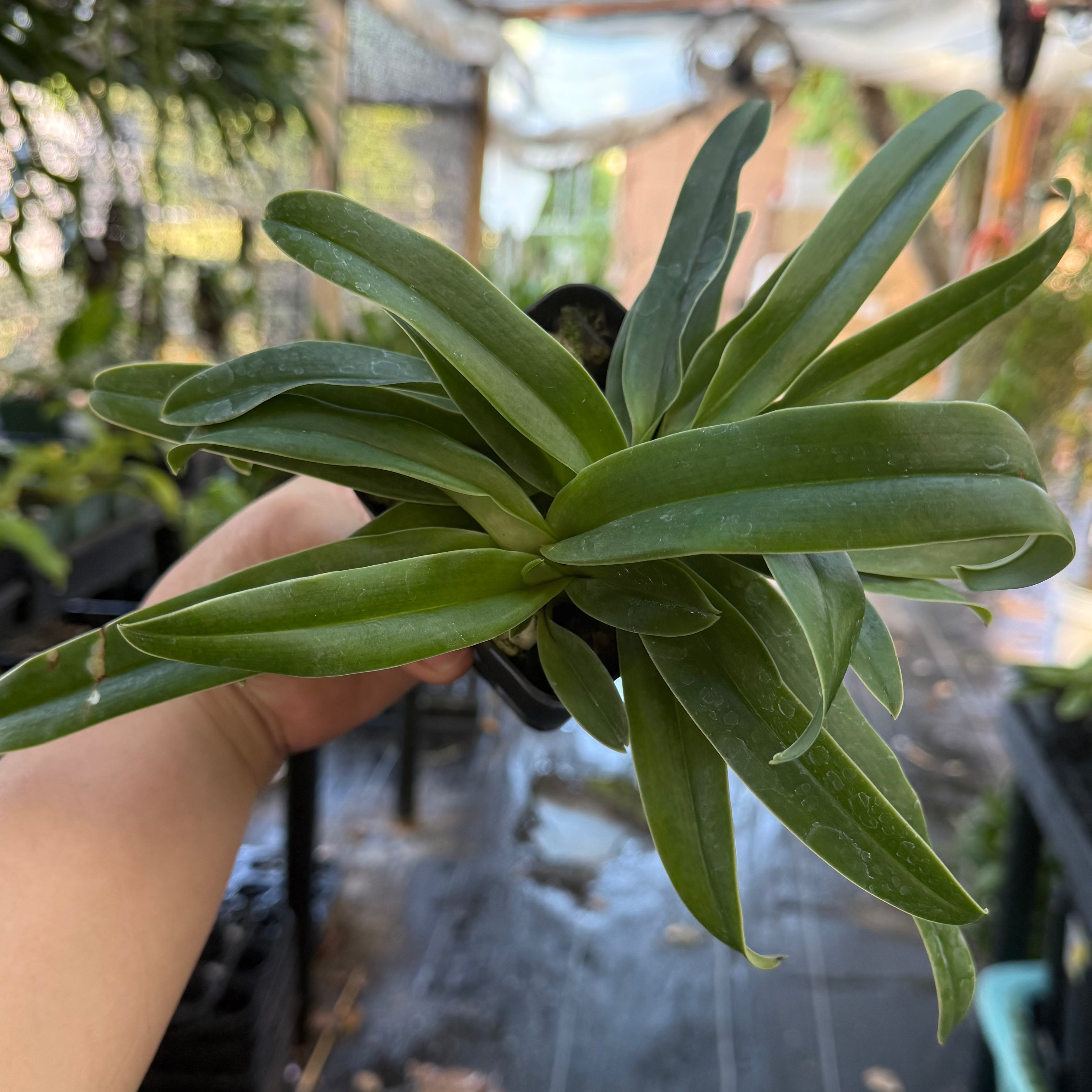 Paphiopedilum QF Charles Halo (charlesworthii x QF Hawaiian Halo)