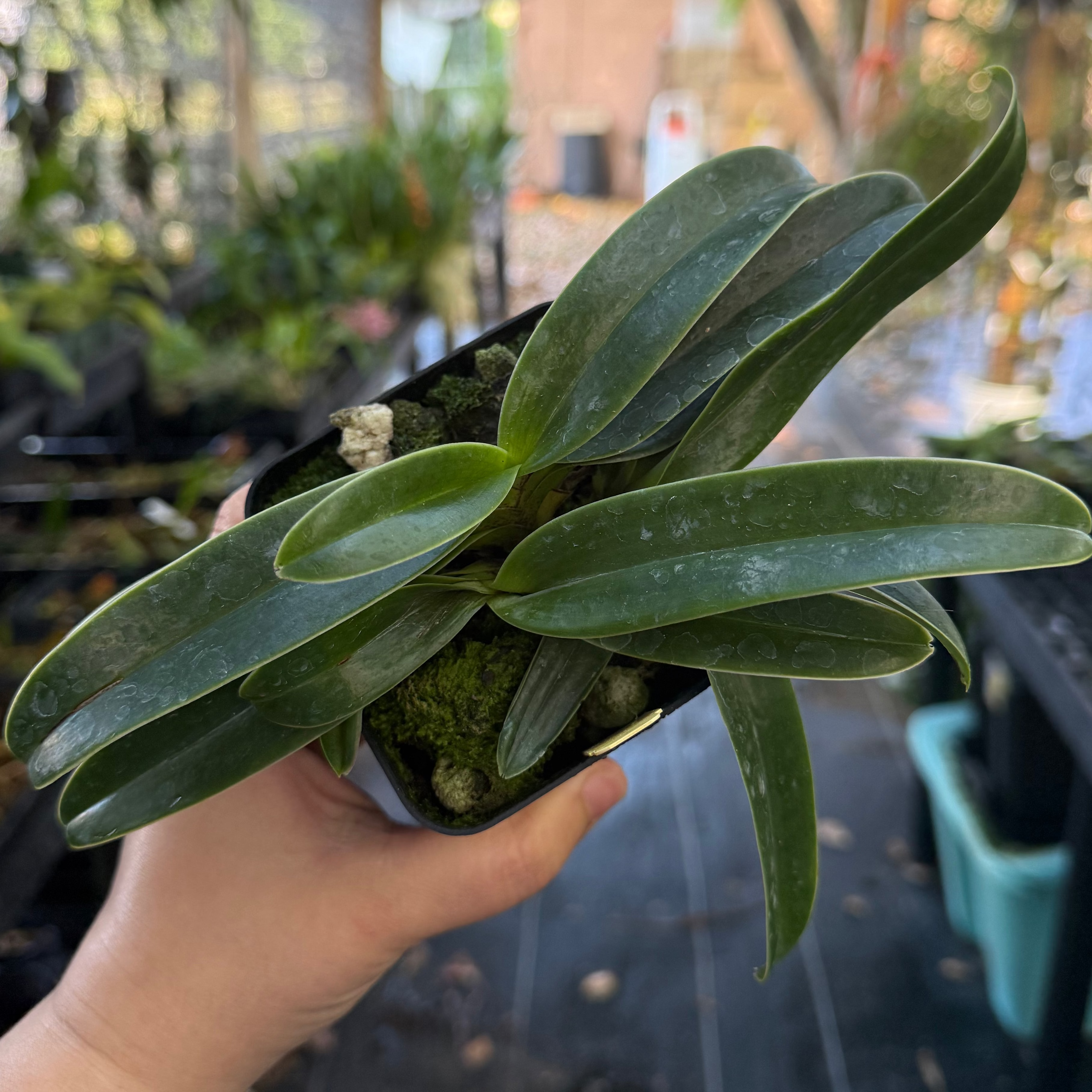 Paphiopedilum QF Hawaiian Charm (QF Hawaiian Halo x Topaz Charm)- 4” pot