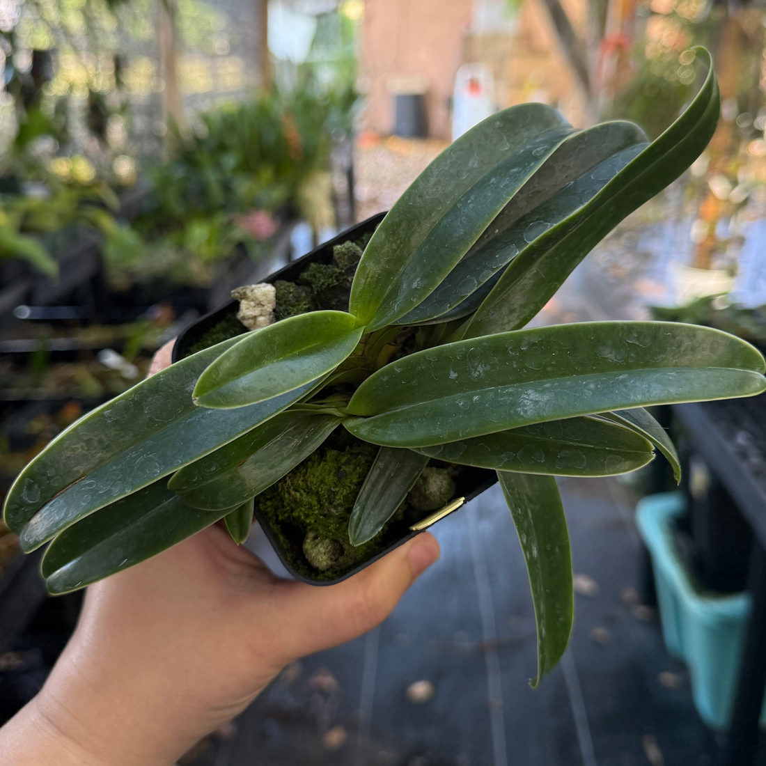 Paphiopedilum QF Hawaiian Charm (QF Hawaiian Halo x Topaz Charm)- 4” pot