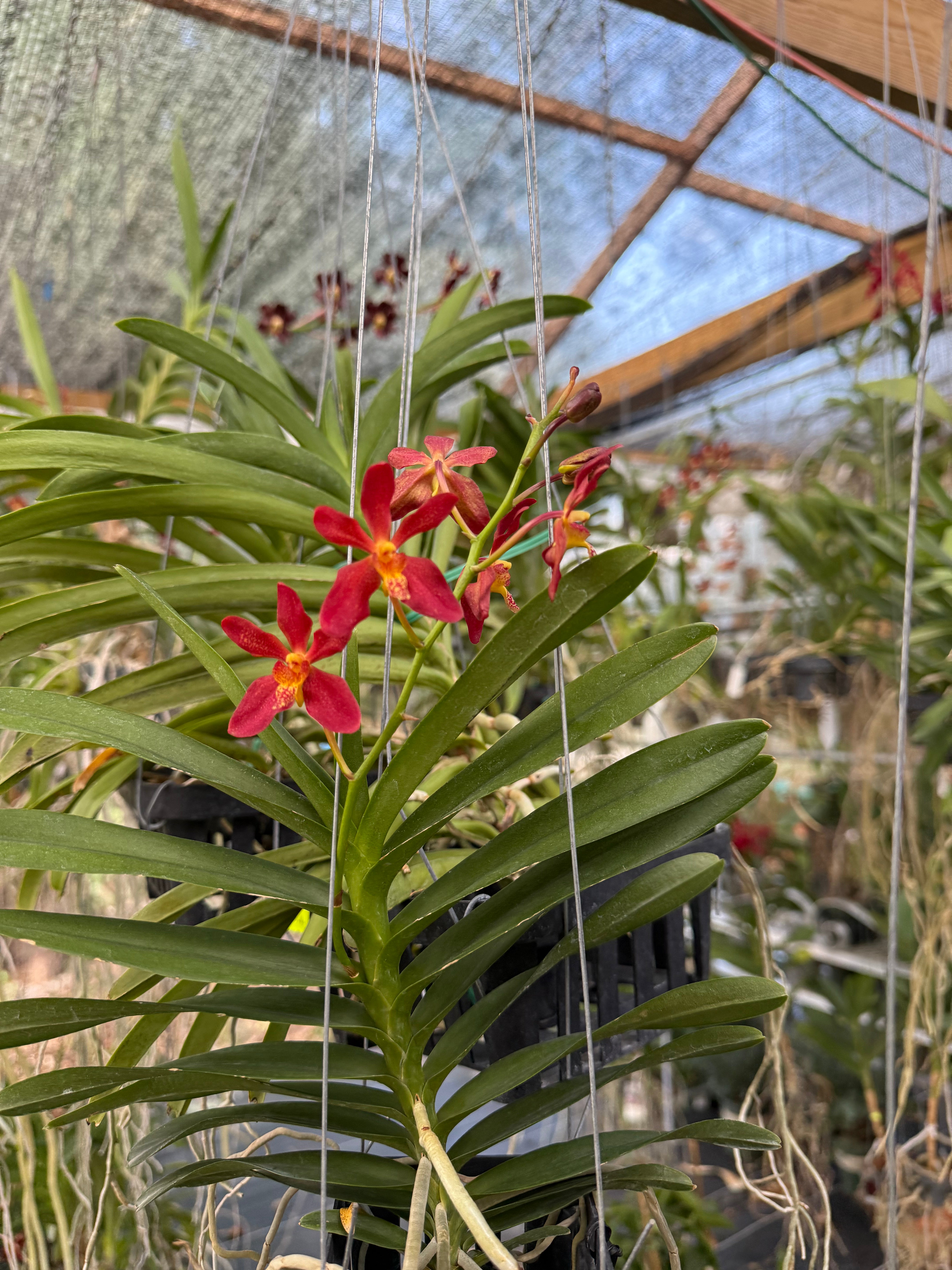 Renanthera philippinensis x Rhynchostylis coelestis