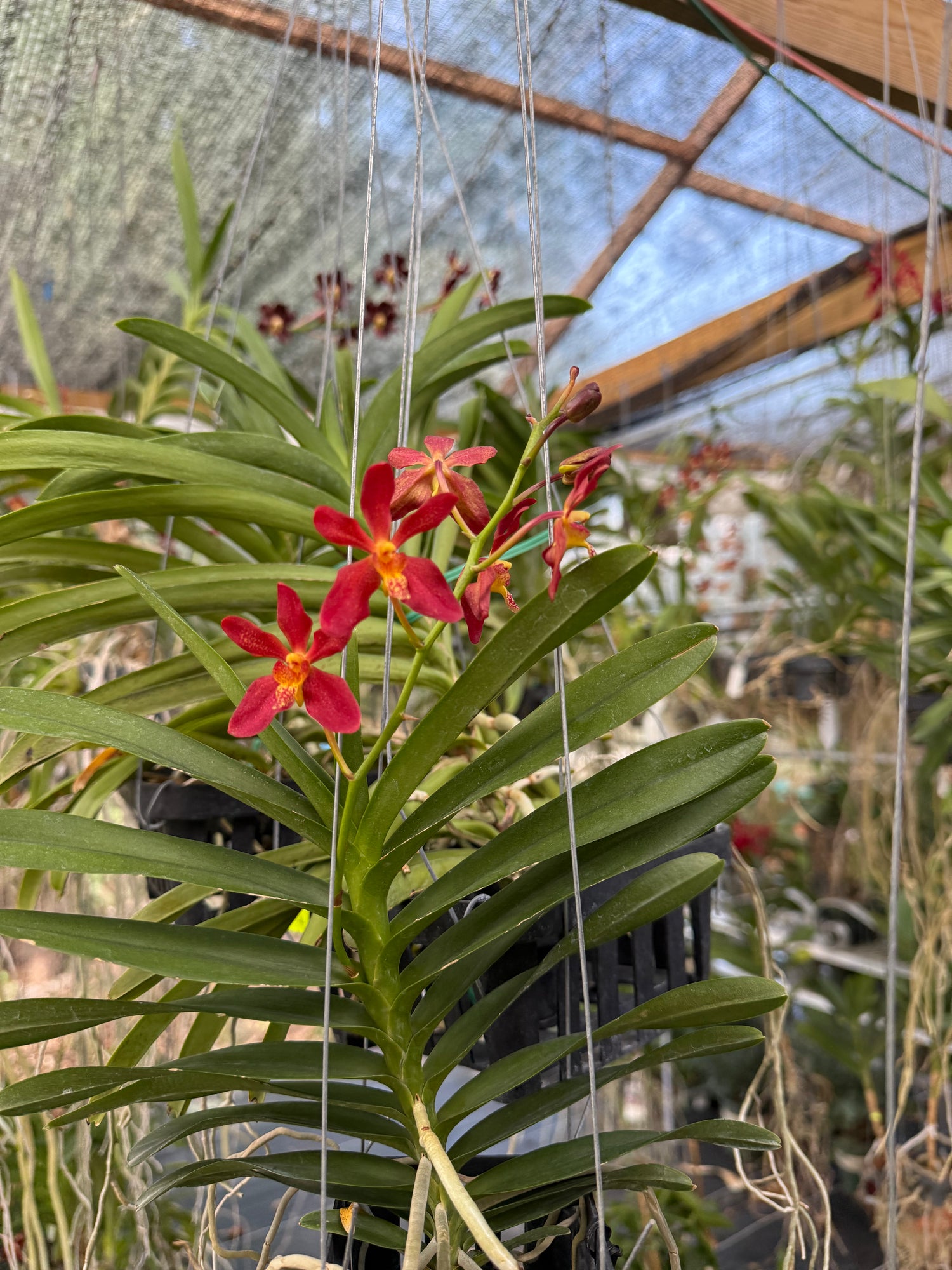 Renanthera philippinensis x Rhynchostylis coelestis