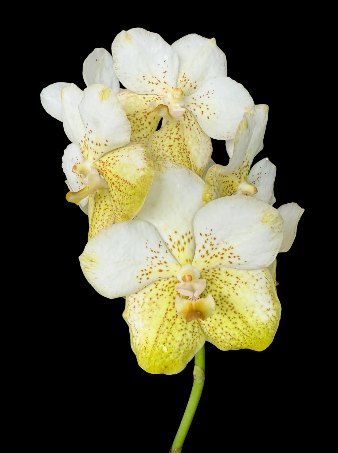 Vanda Suwannaphum Lime Apart