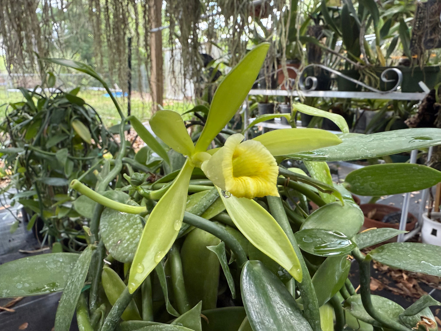 Vanilla planifolia