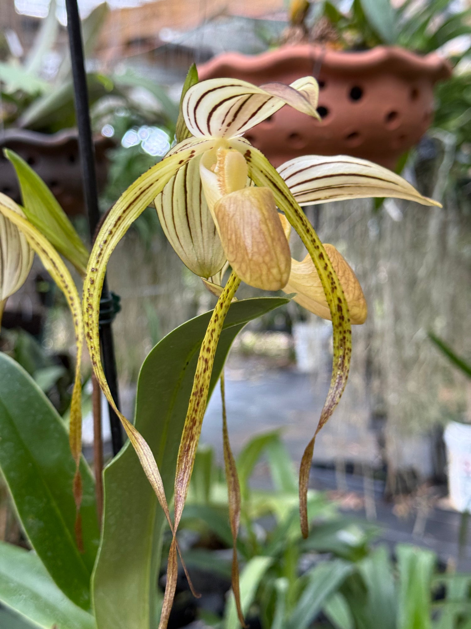 Paphiopedilum Kolosand x stonei