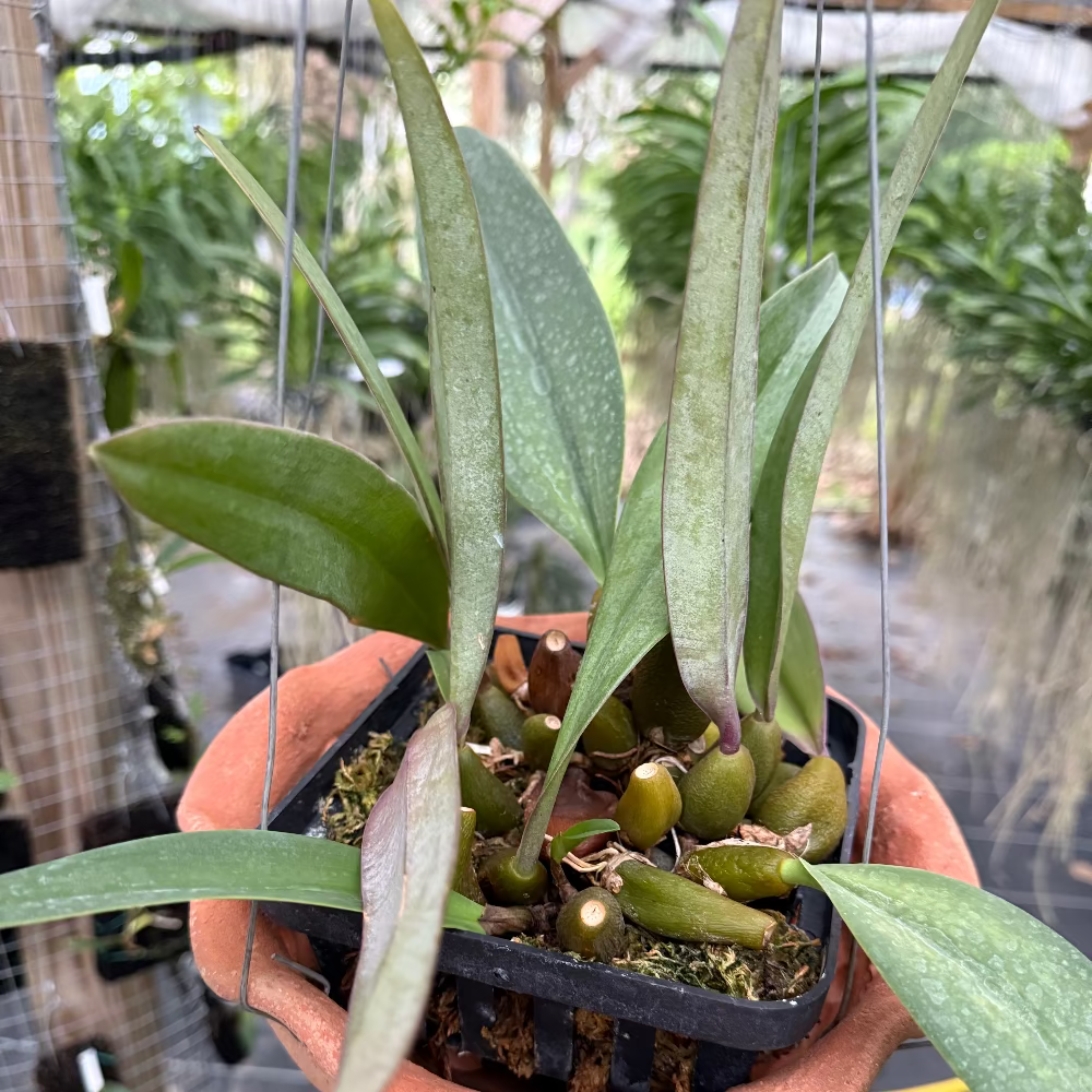 Bulbophyllum phalaenopsis x cruentum