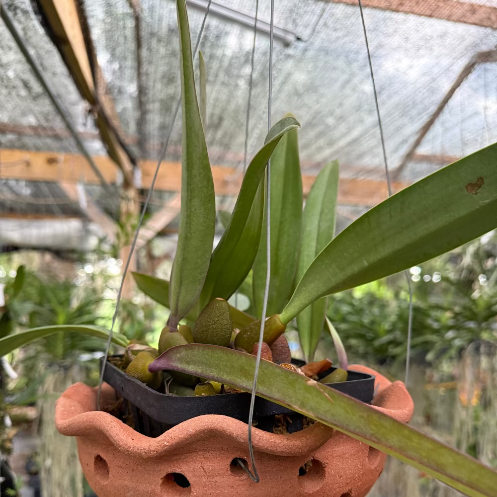 Bulbophyllum phalaenopsis x cruentum