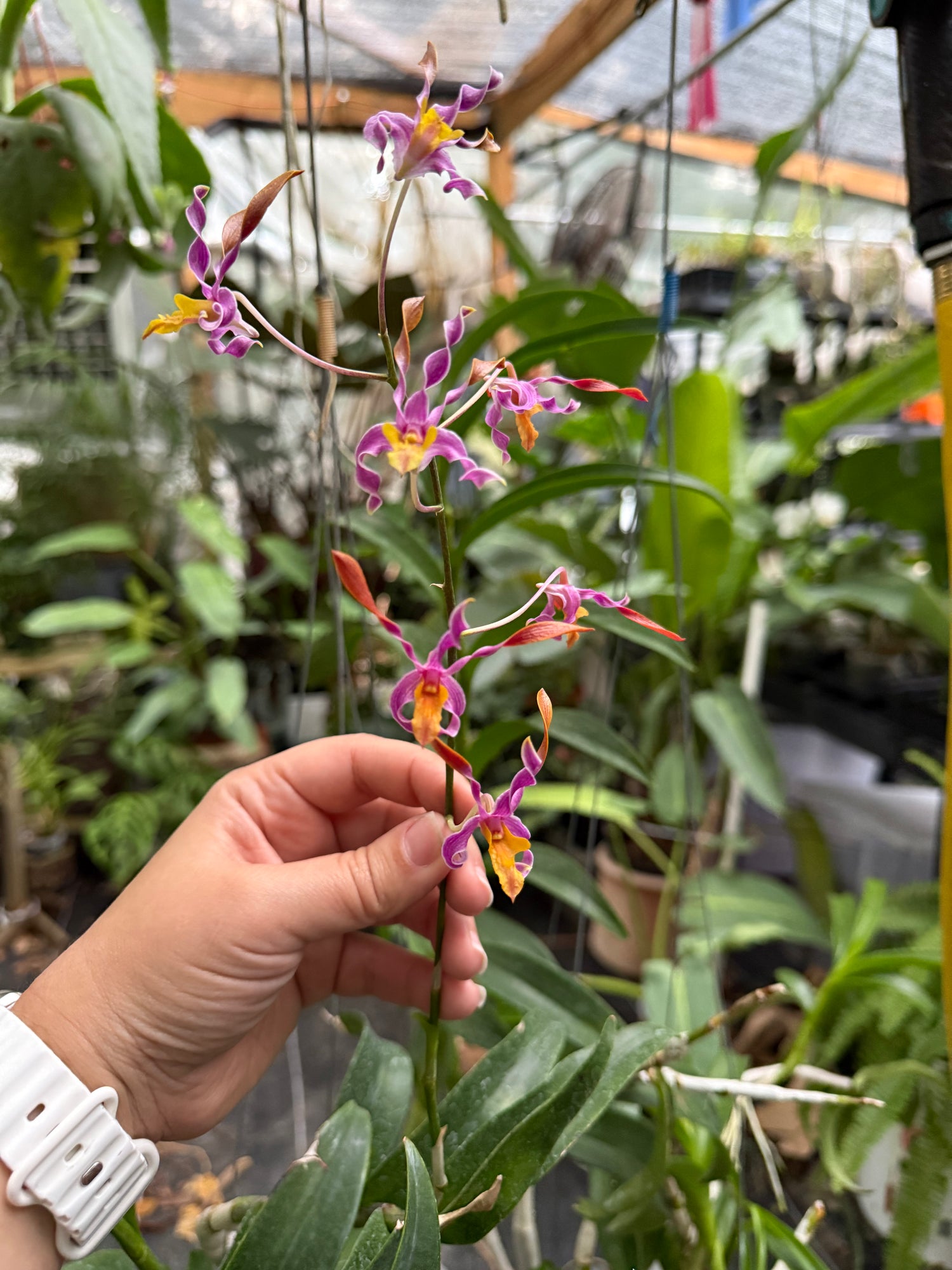 Dendrobium lasianthera x Minnie Fragrant