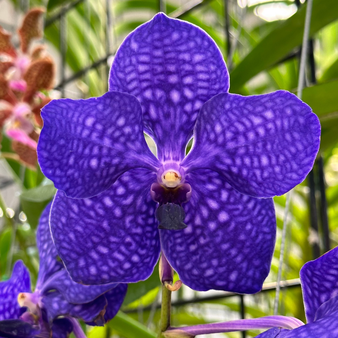 Vanda Pachara Delight "Pachara" FCC/ JOGA- *Hard to find*