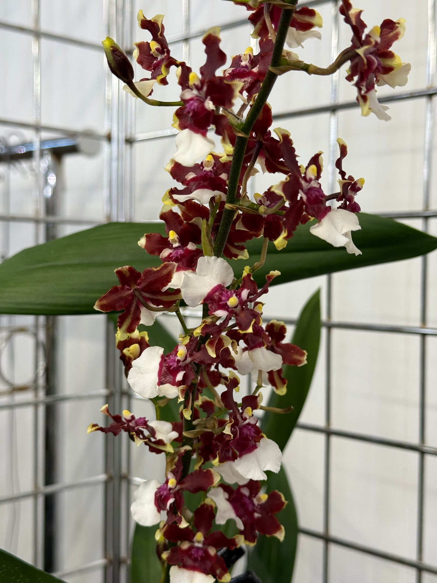 Oncidium Aka Baby &