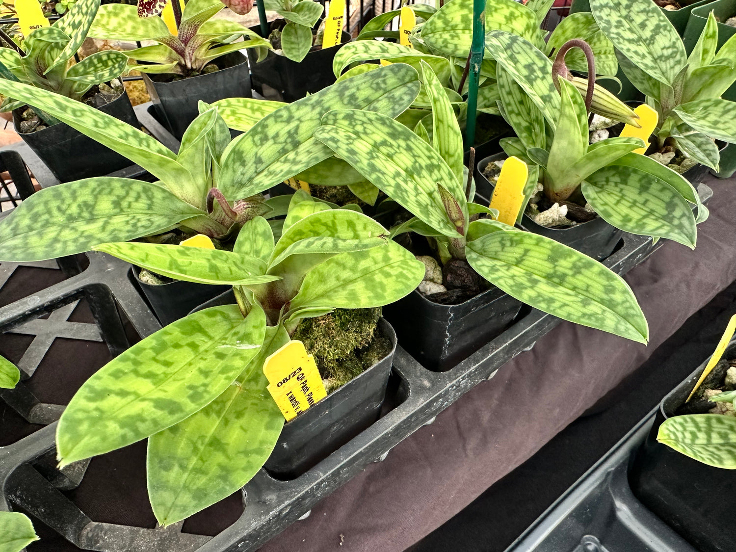 Paph. Pleasantry (wardii x barbatum)- 2" Pots