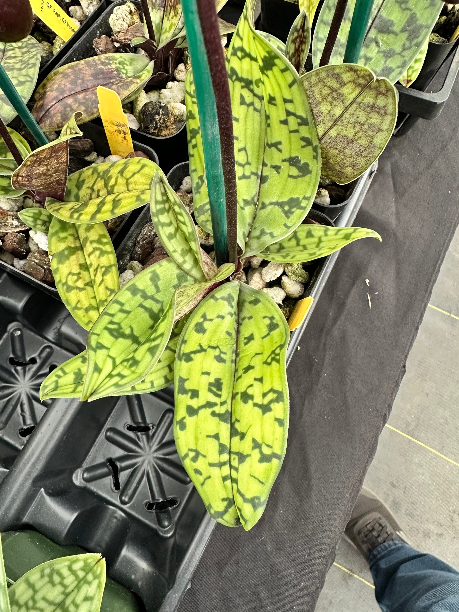 Paphiopedilum QF Avenue (Avenue Azhar x Satchel’s Legend)