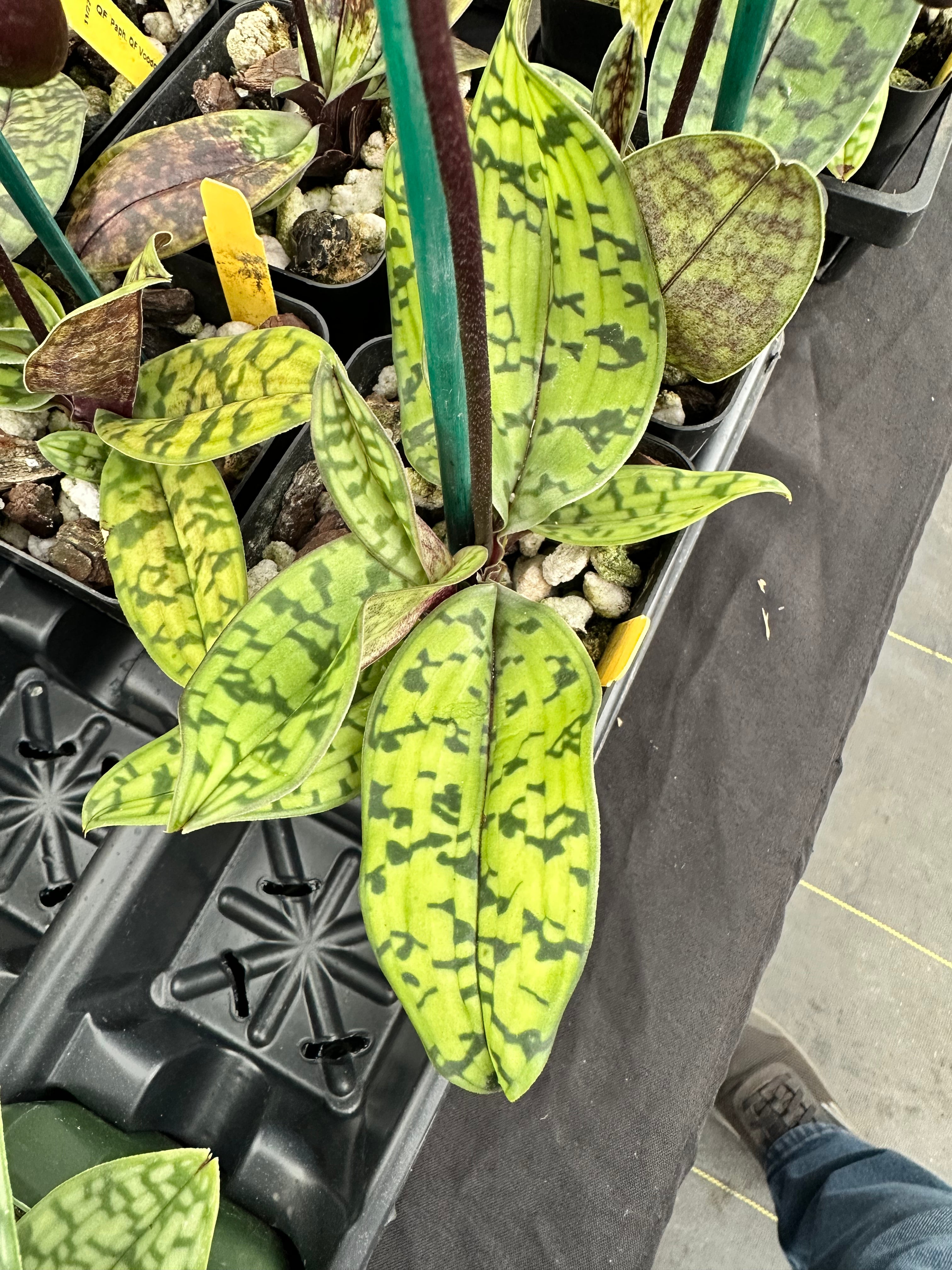 Paphiopedilum QF Avenue (Avenue Azhar x Satchel’s Legend)