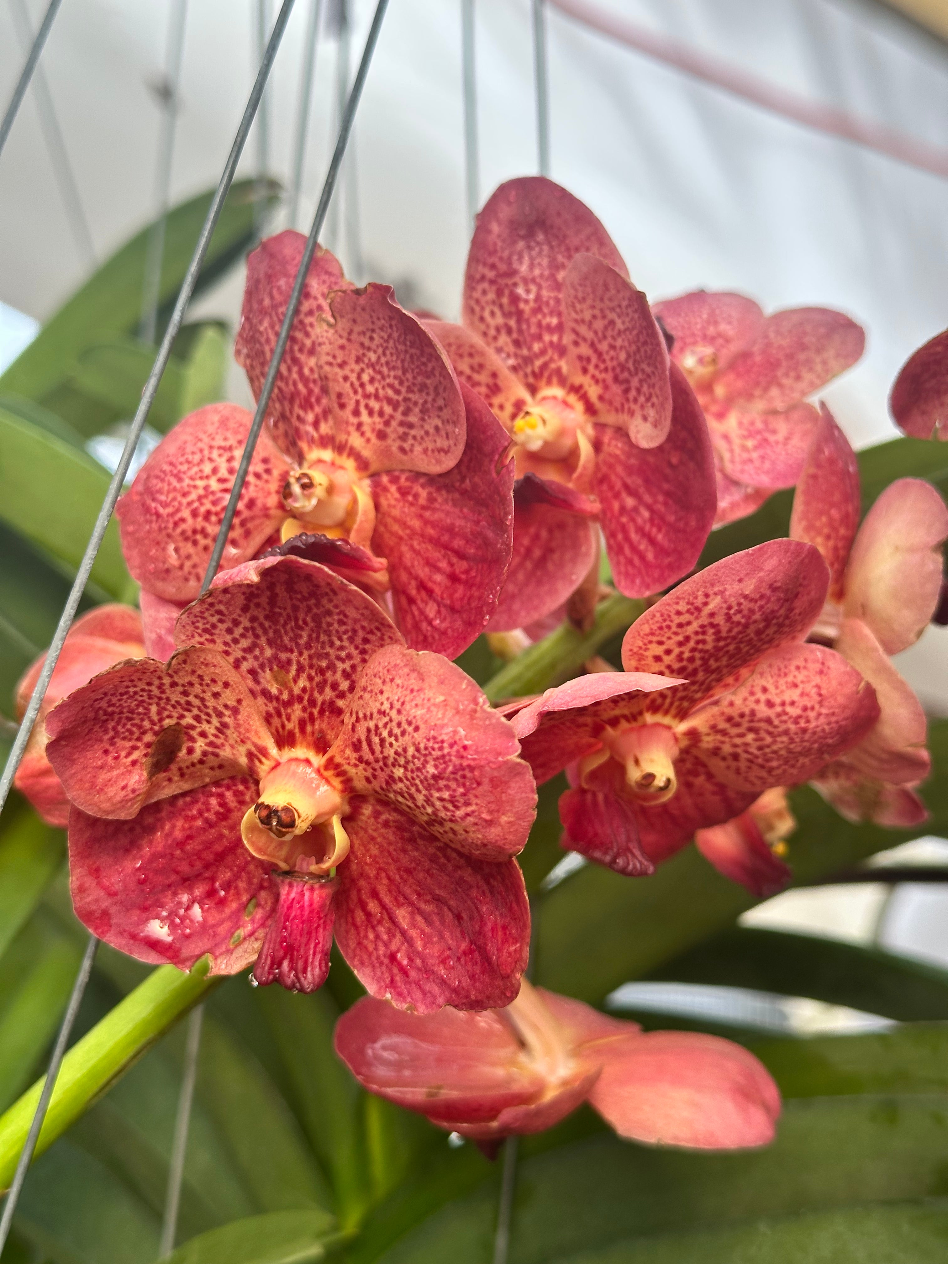 Vanda Chintana Belle