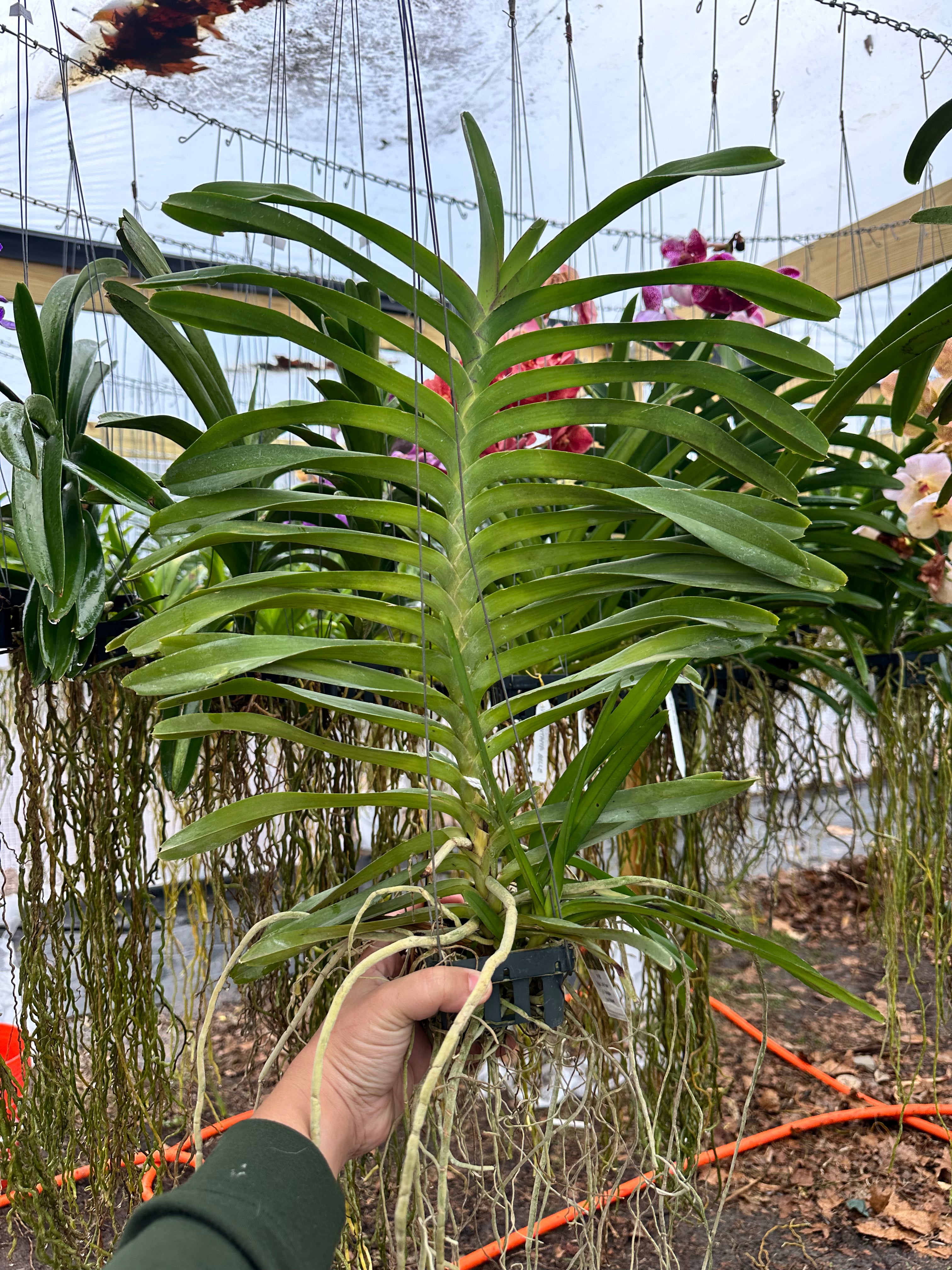 Vdpa. Little Fancy x. Vanda (insignis - Mimi Palmer)