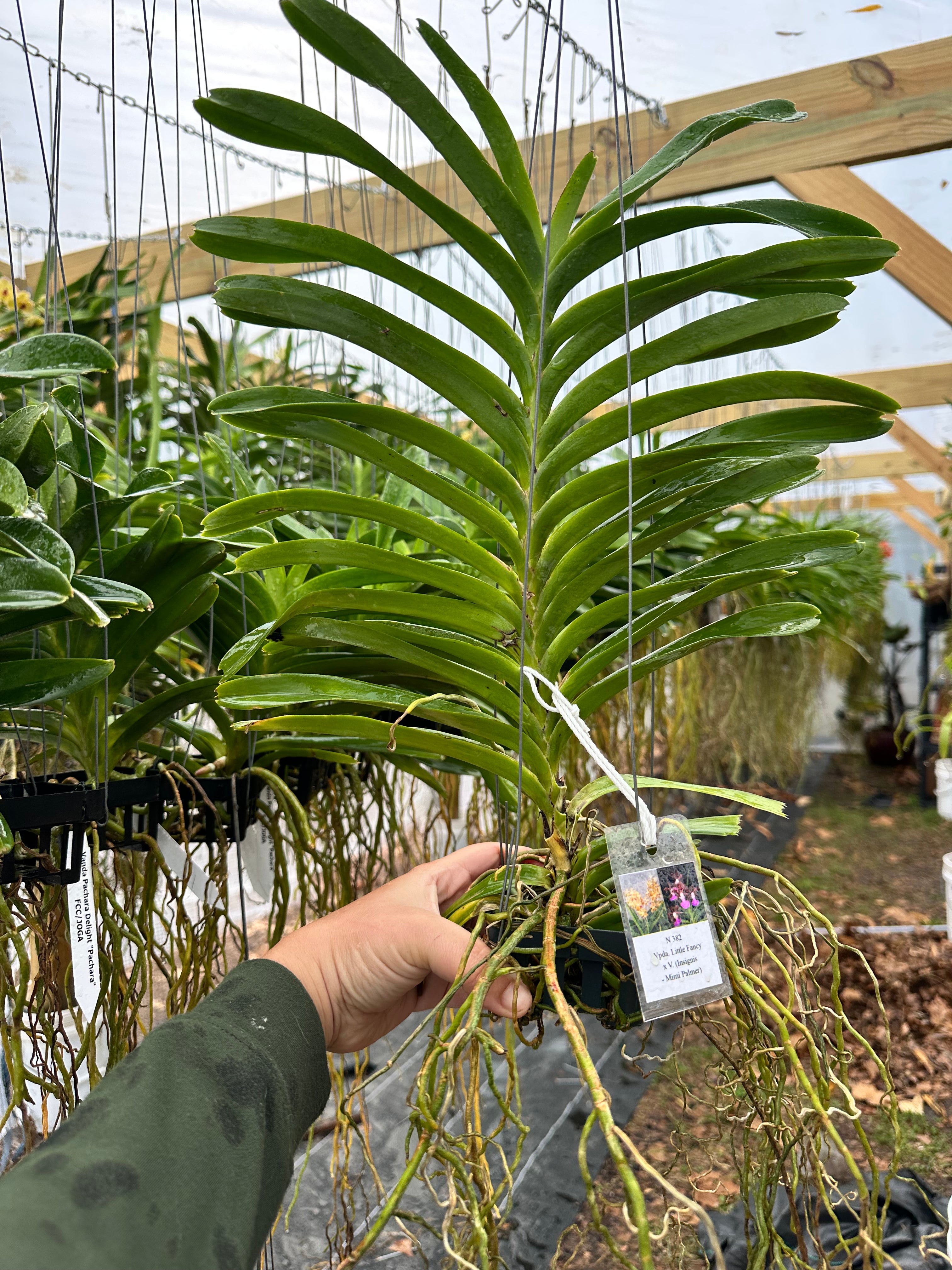 Vdpa. Little Fancy x. Vanda (insignis - Mimi Palmer)