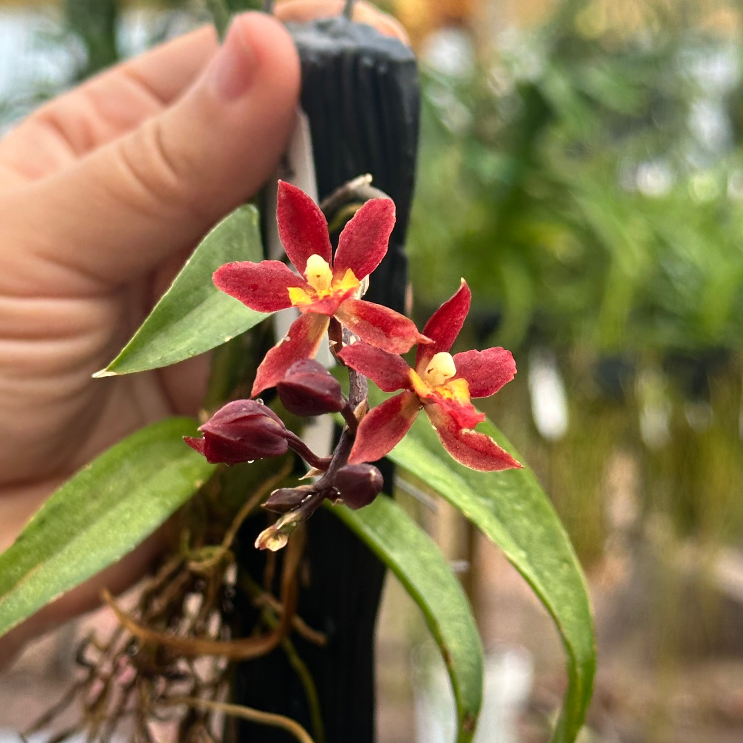 Rodridenia Woon Leng’s Red Gem