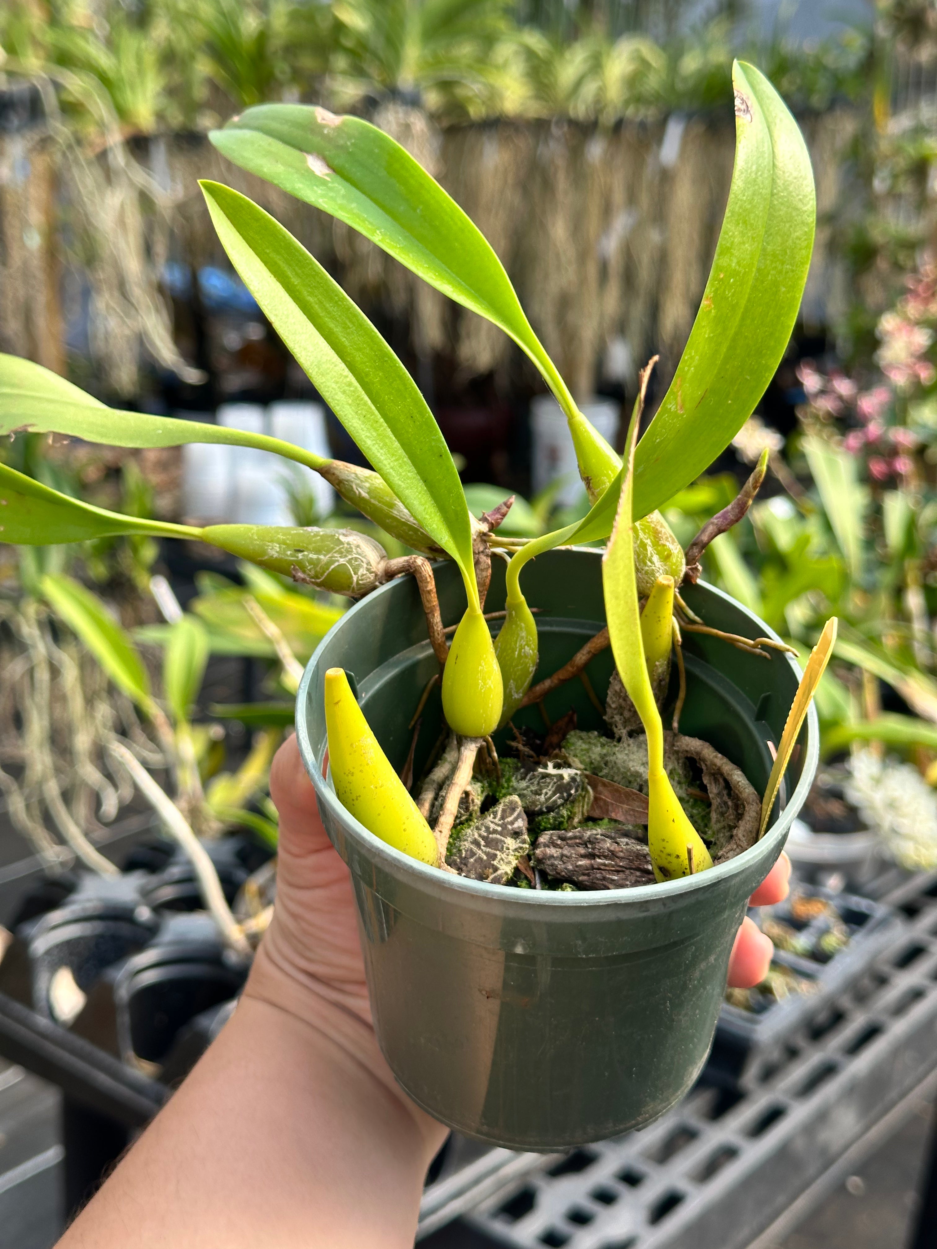 Bulbophyllum masdevalliaceum