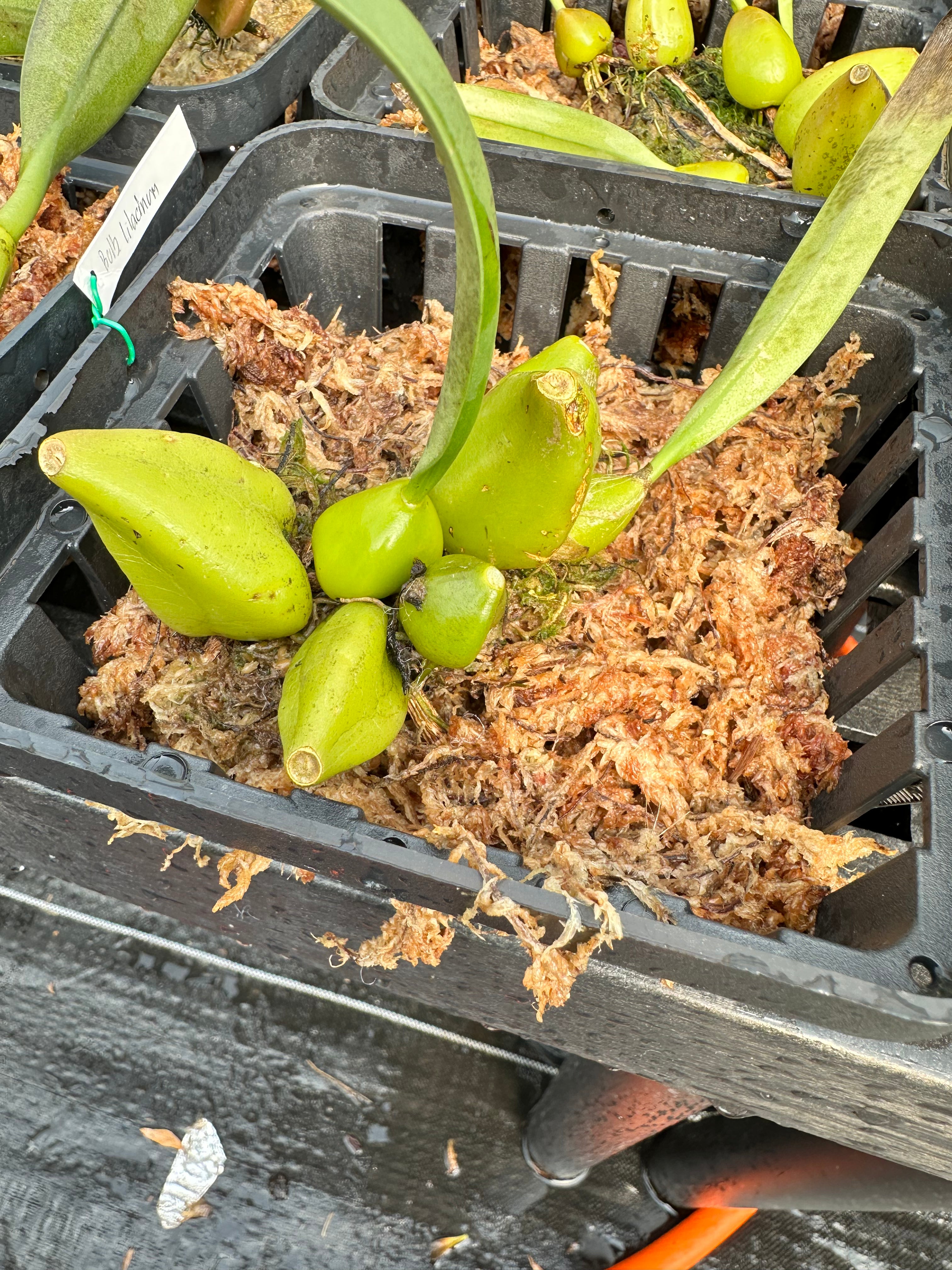 Bulbophyllum lilacinum