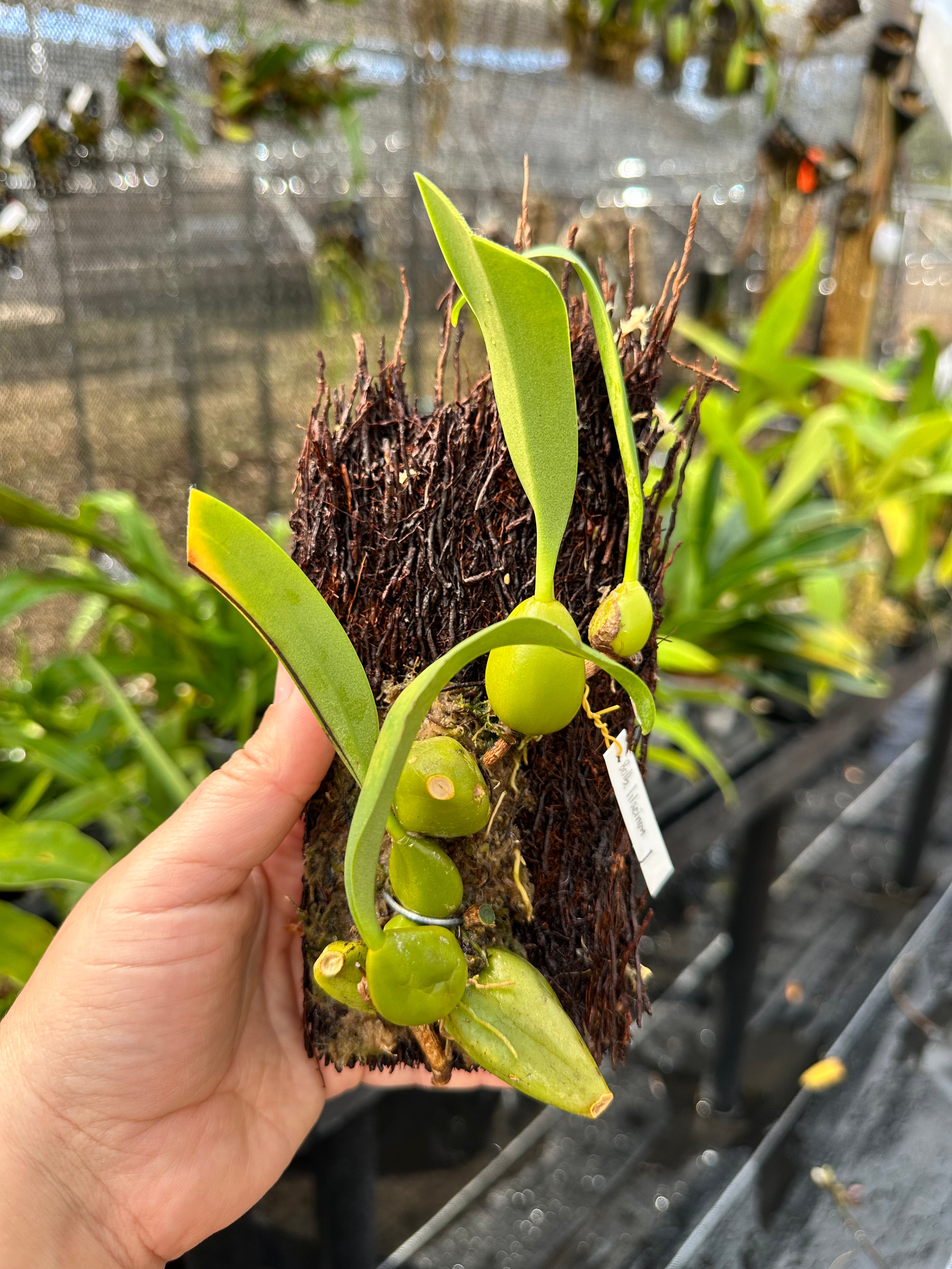 Bulbophyllum lilacinum