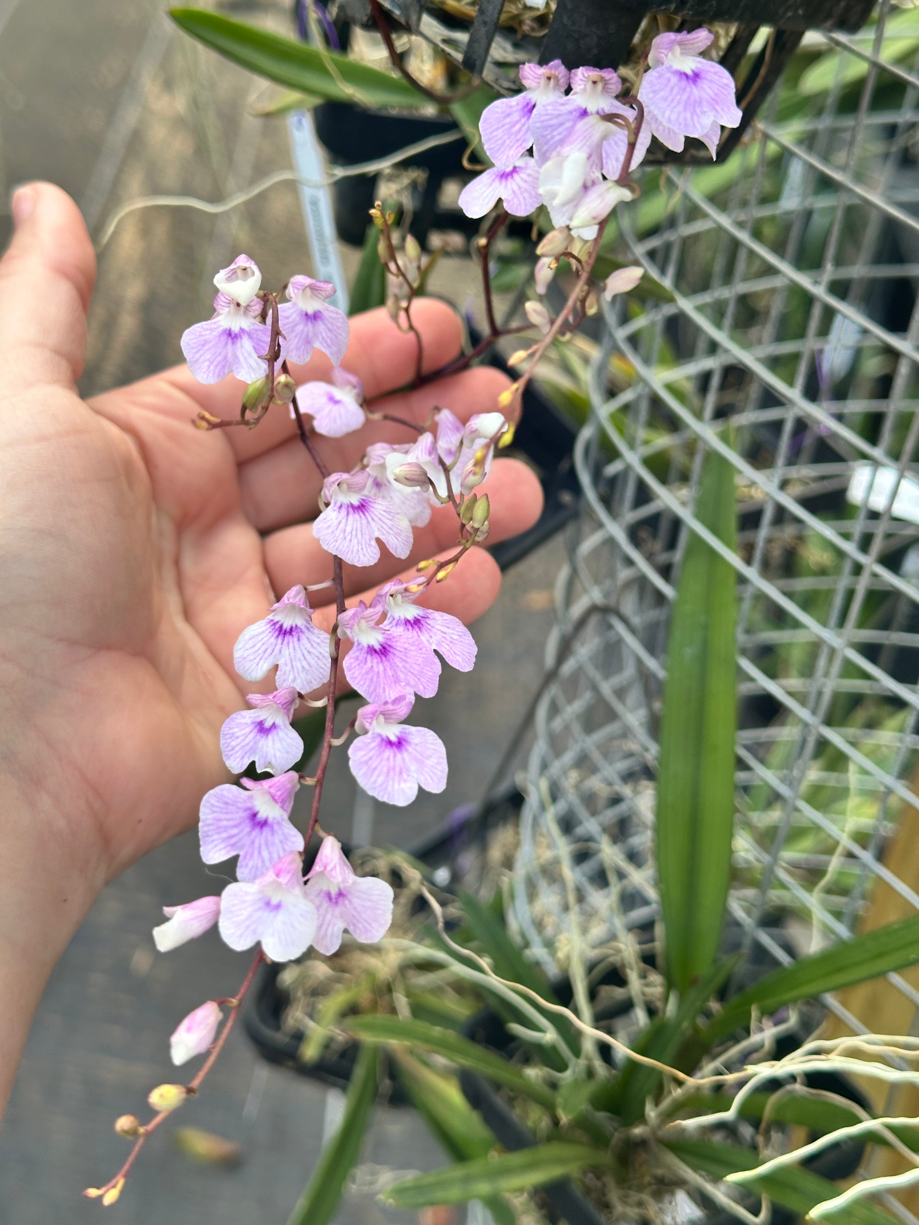 Ionopsis utricularioides