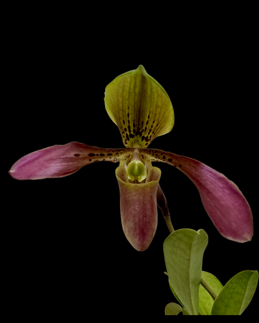 Paph. QF Tiger (appletonianun x tigrinum)