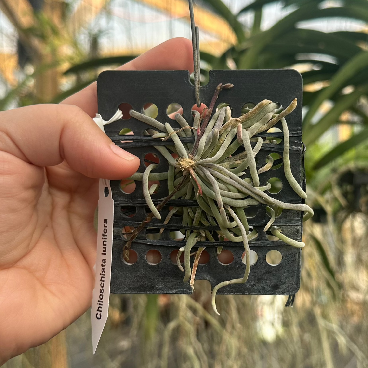 Chiloschista lunifera- Thai Ghost orchid