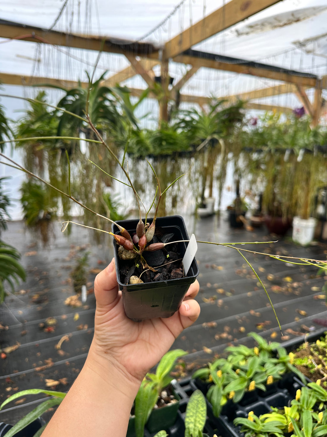 Dendrobium tenellum