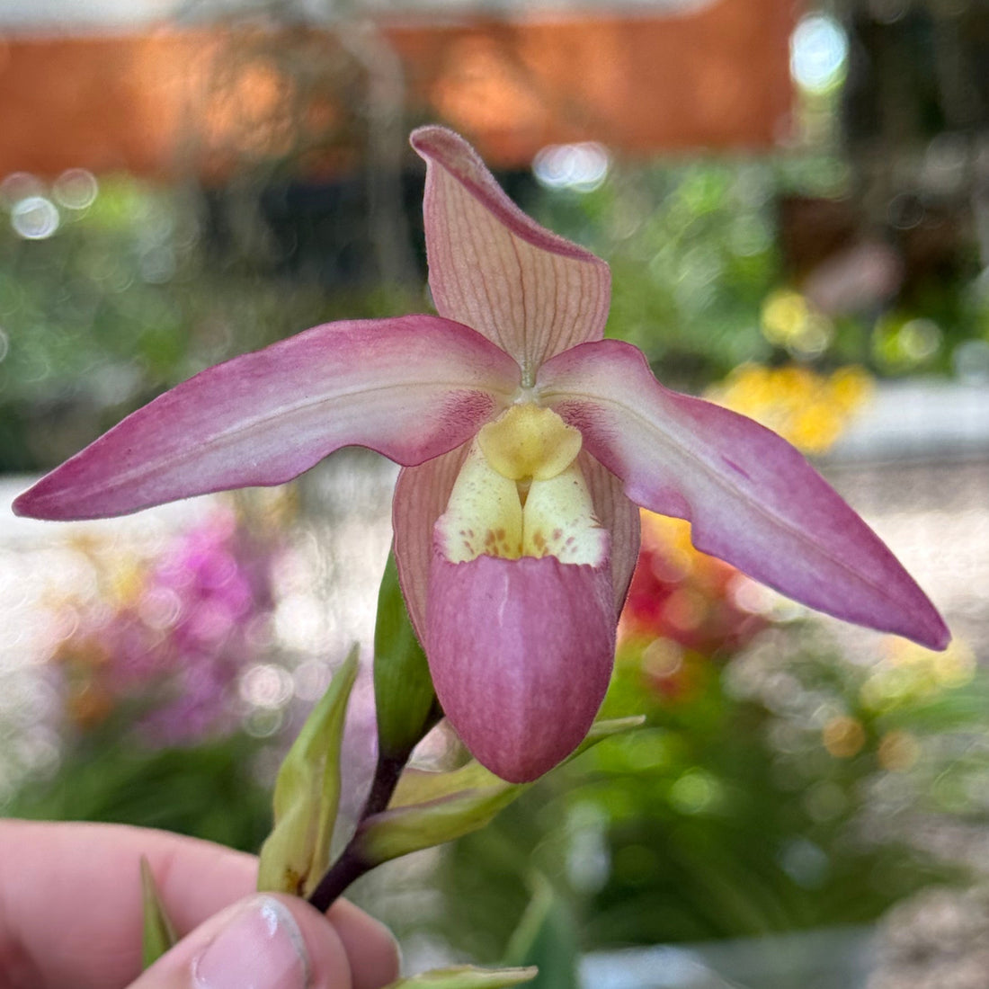 Phragmipedium QF Long Tower (Seymour Tower x longifolium)