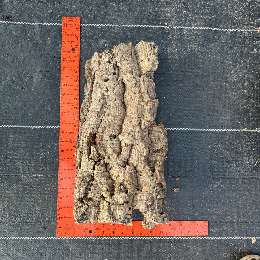 XL Cork Bark Slabs- Choose Your Mount