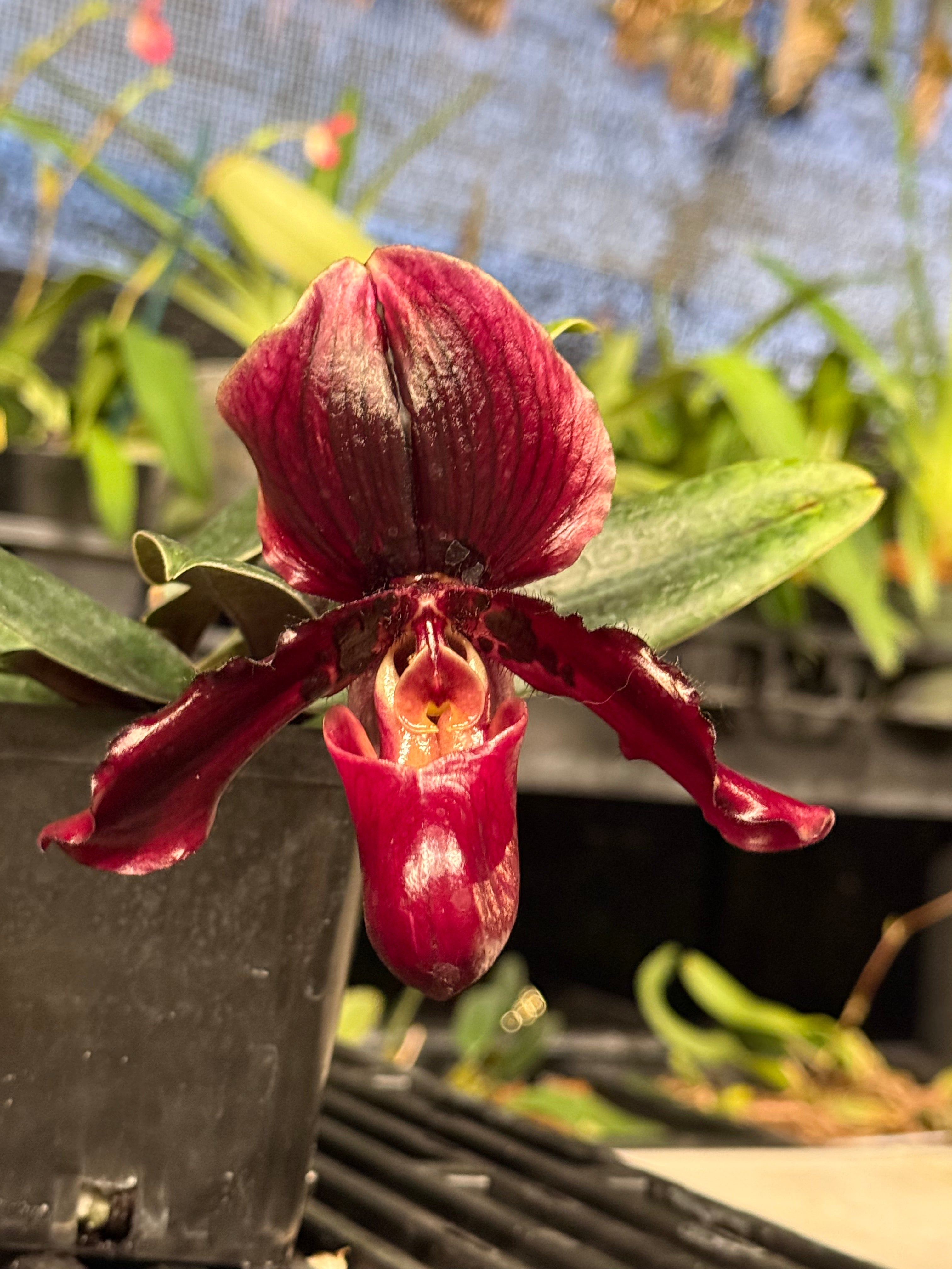 Paph. Henry’s Pride (henryanum x Lorraine’s Pride)