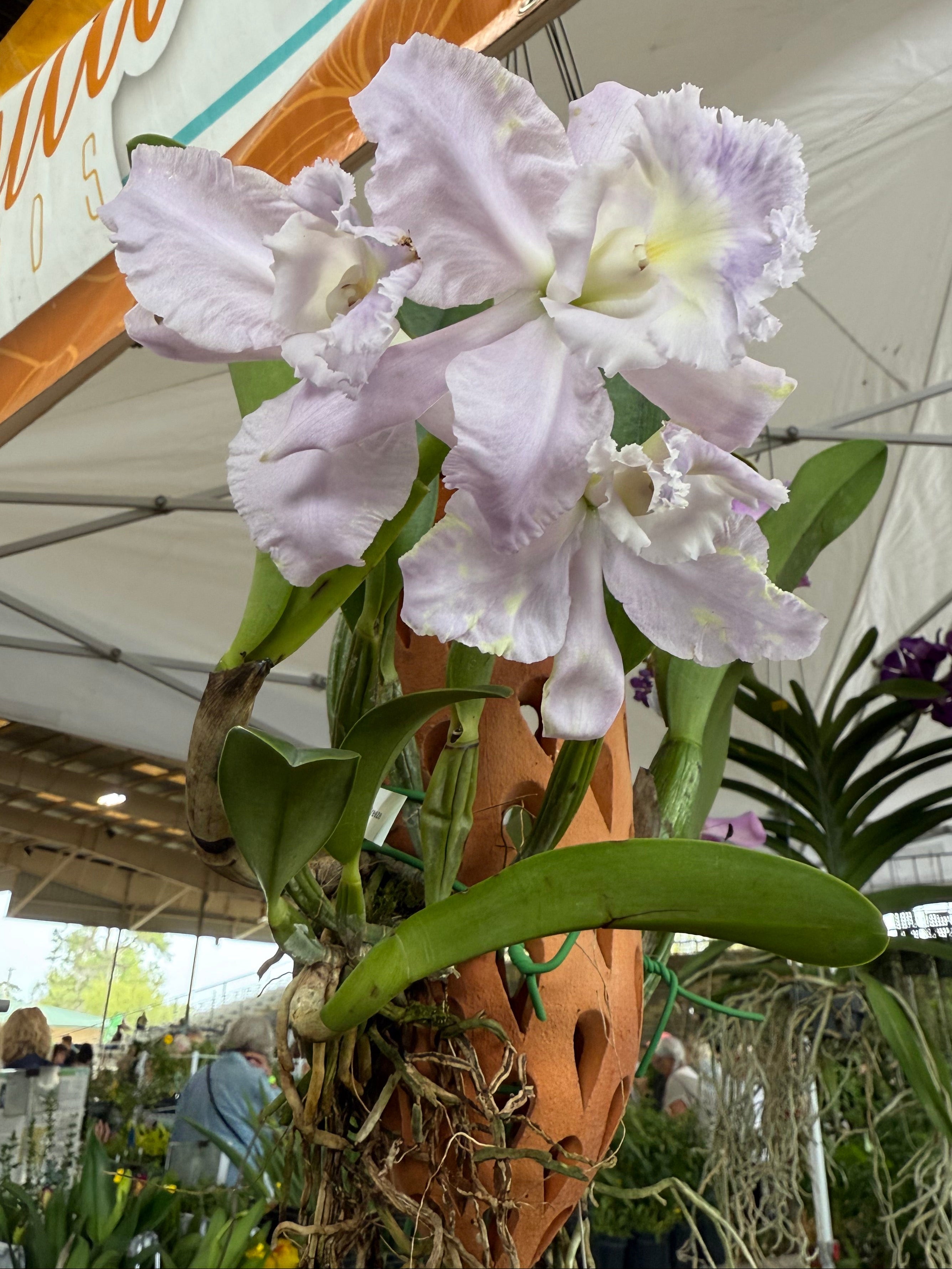 Orchid Cone- Hanging Mounts- Various Designs