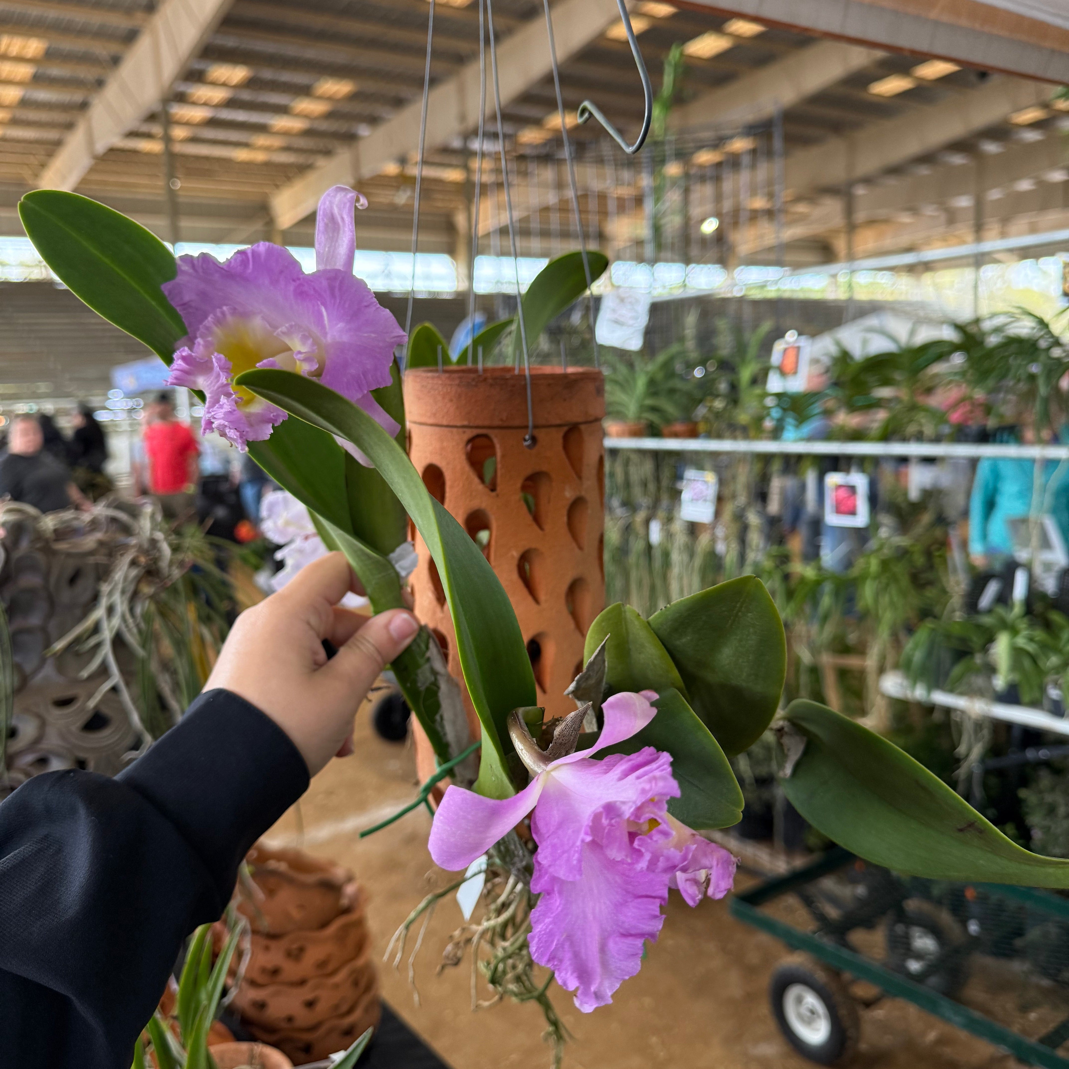 Orchid Cone- Hanging Mounts- Various Designs