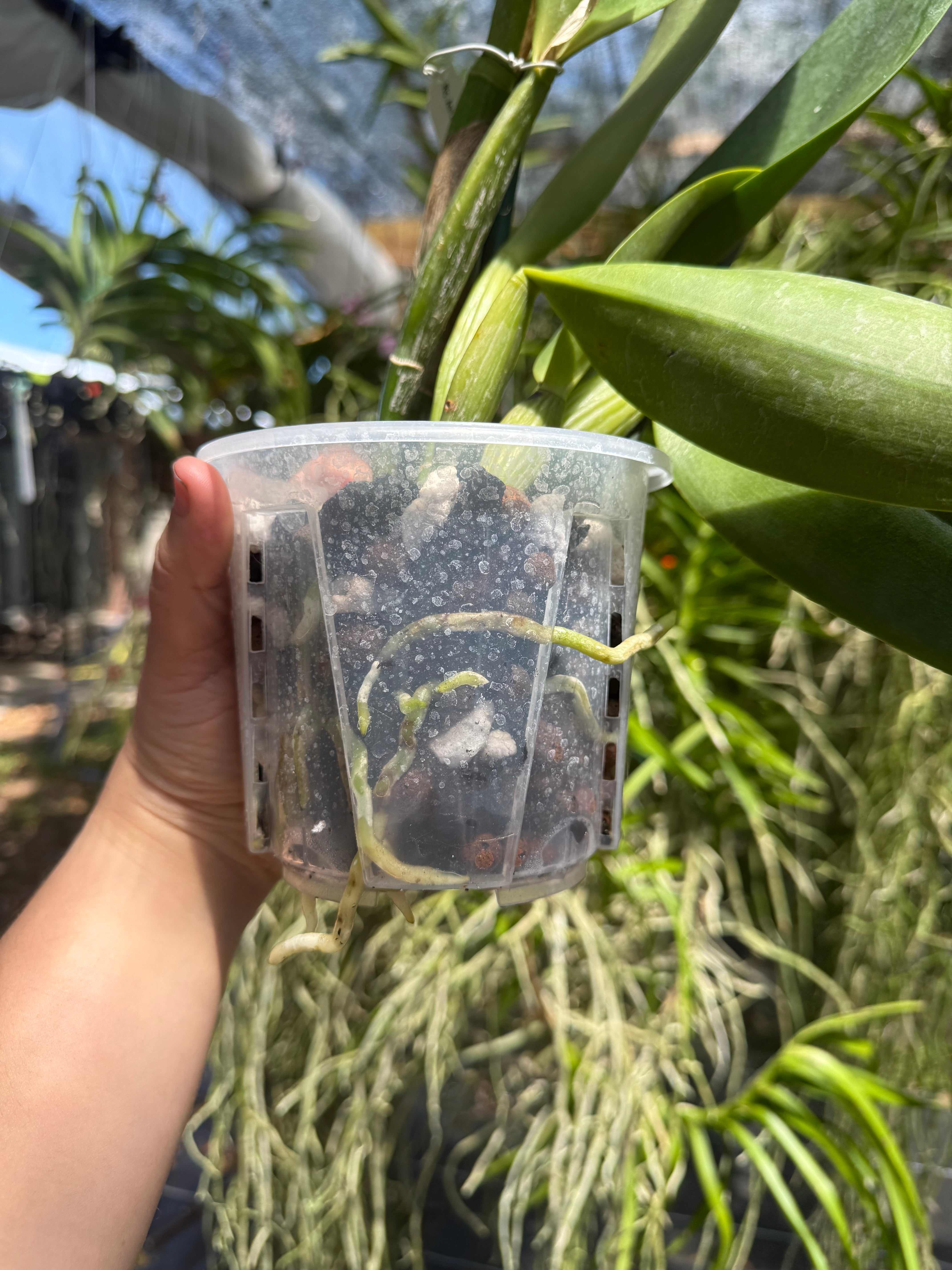 Fertilizer: 15-5-15 CalMag Special