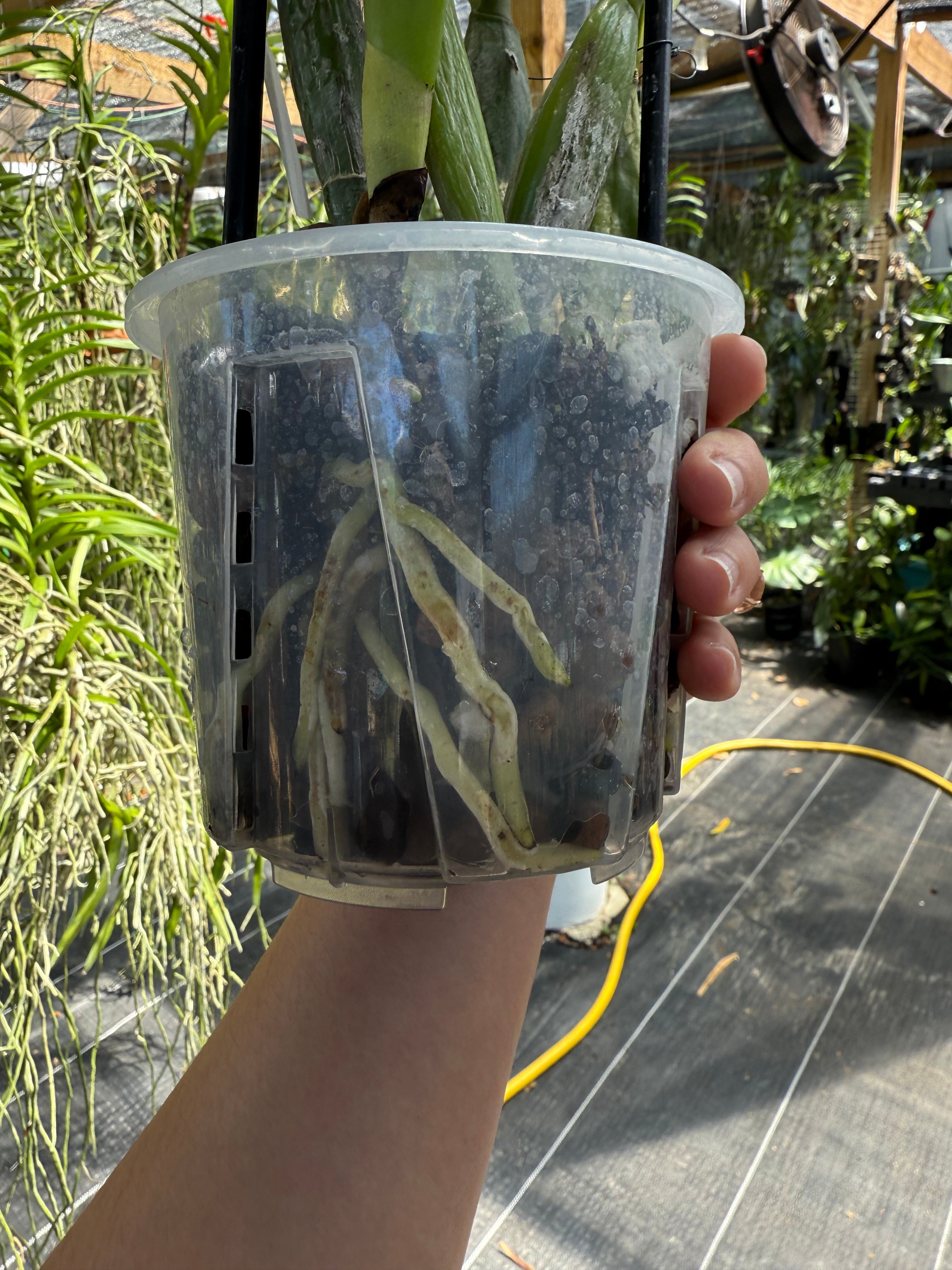 Fertilizer: 15-5-15 CalMag Special