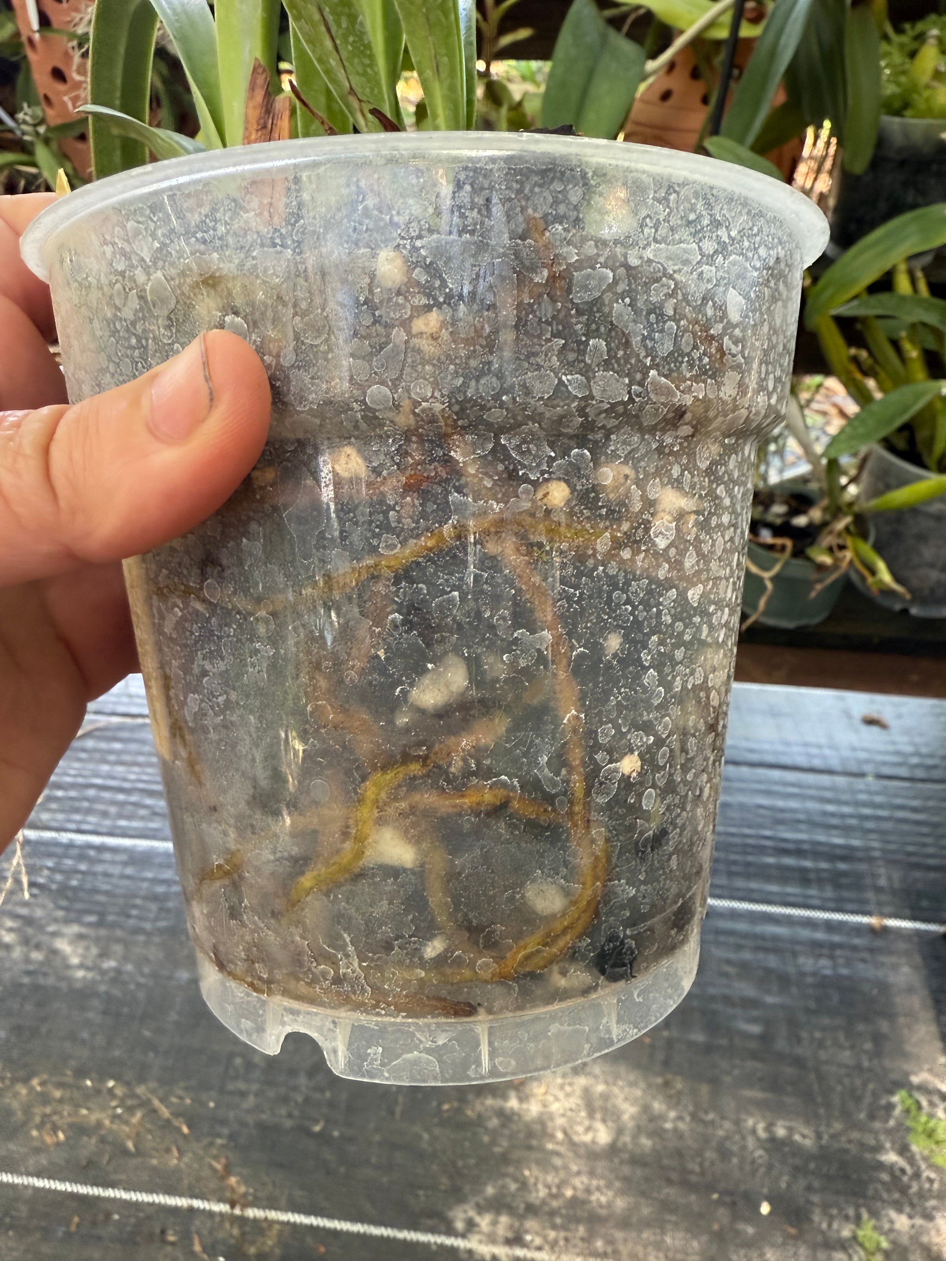 Fertilizer: 15-5-15 CalMag Special