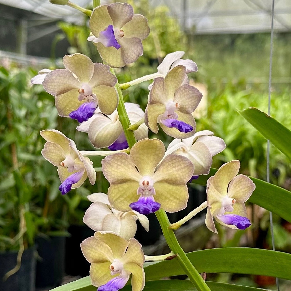 Vanda Sasicha x Jakrit Gold