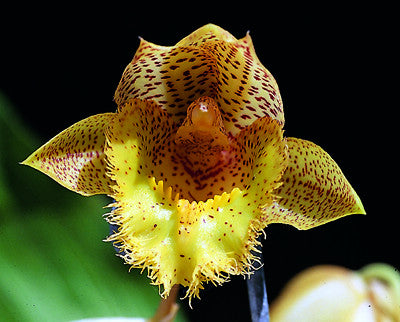 Clowesetum Jumbo Lace 'Kinsley'
